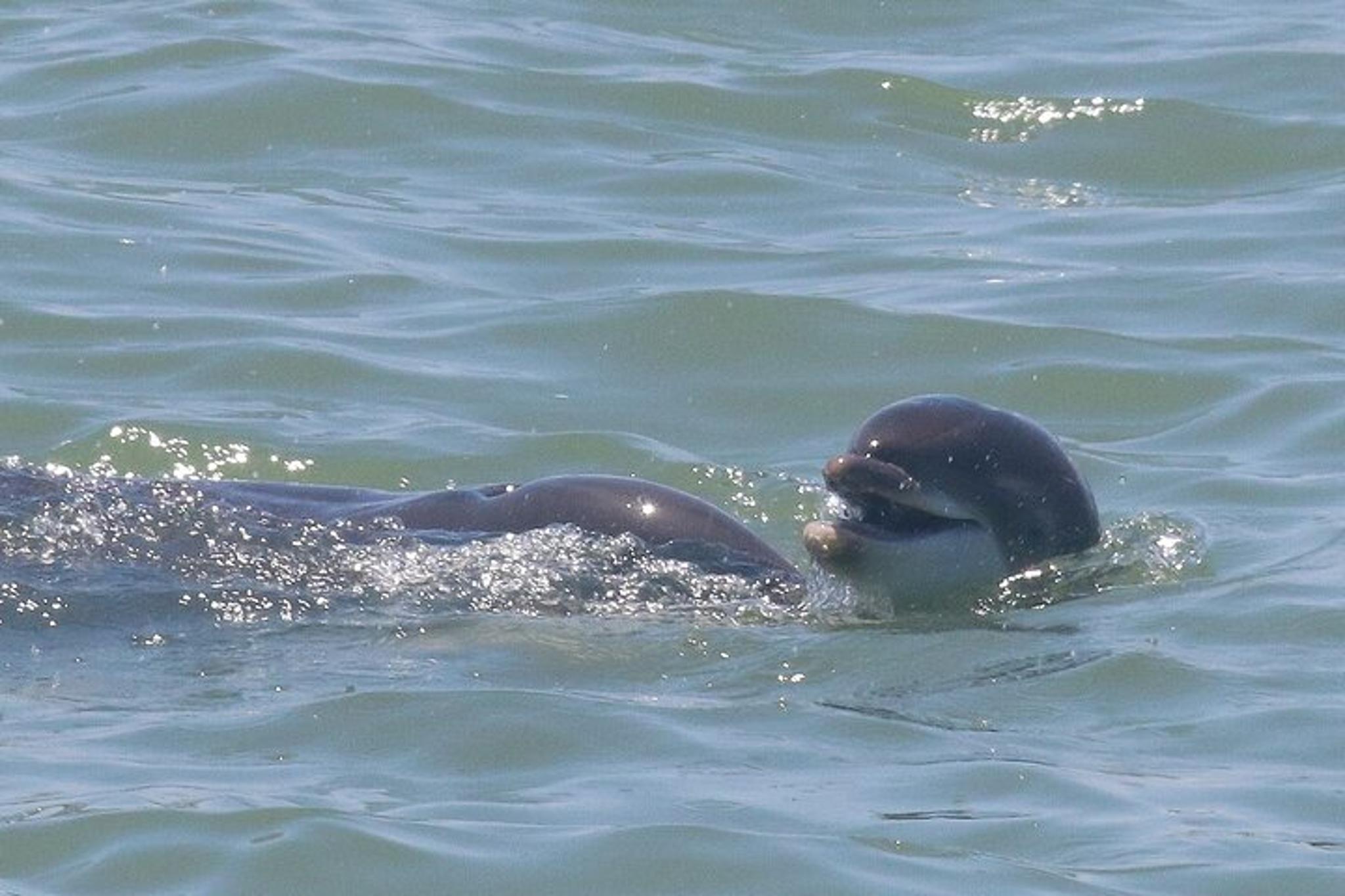 St. Pete Beach Dolphin Tour - Image 2