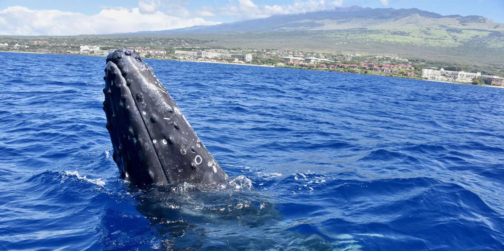 Kawaihae Whale Watching Tour - Image 3