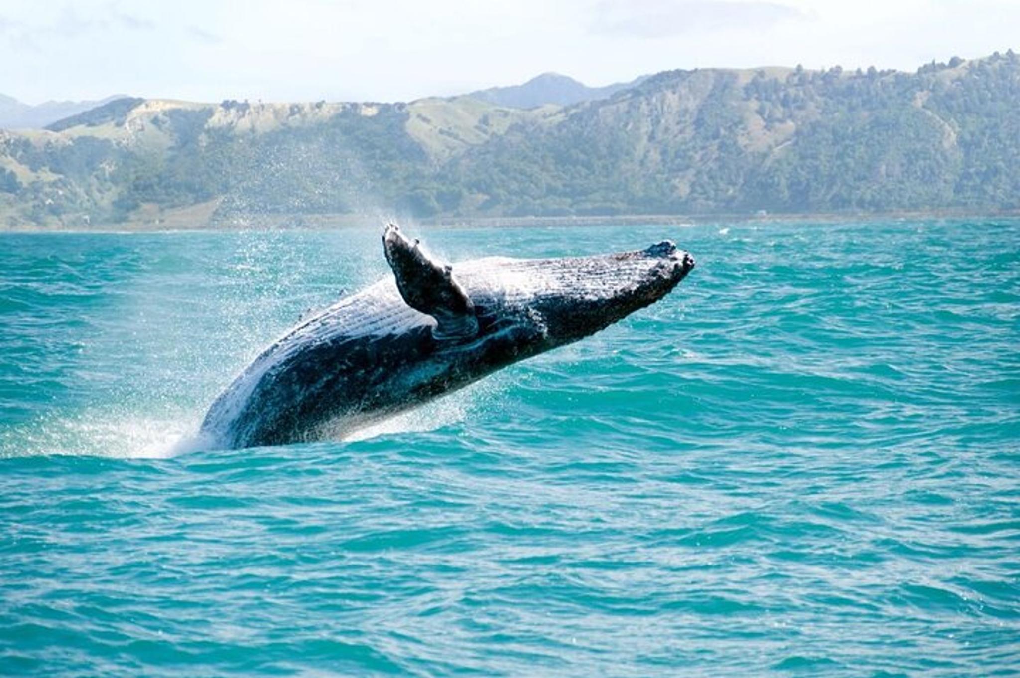 Kauai Whale Watching Cocktail Tour