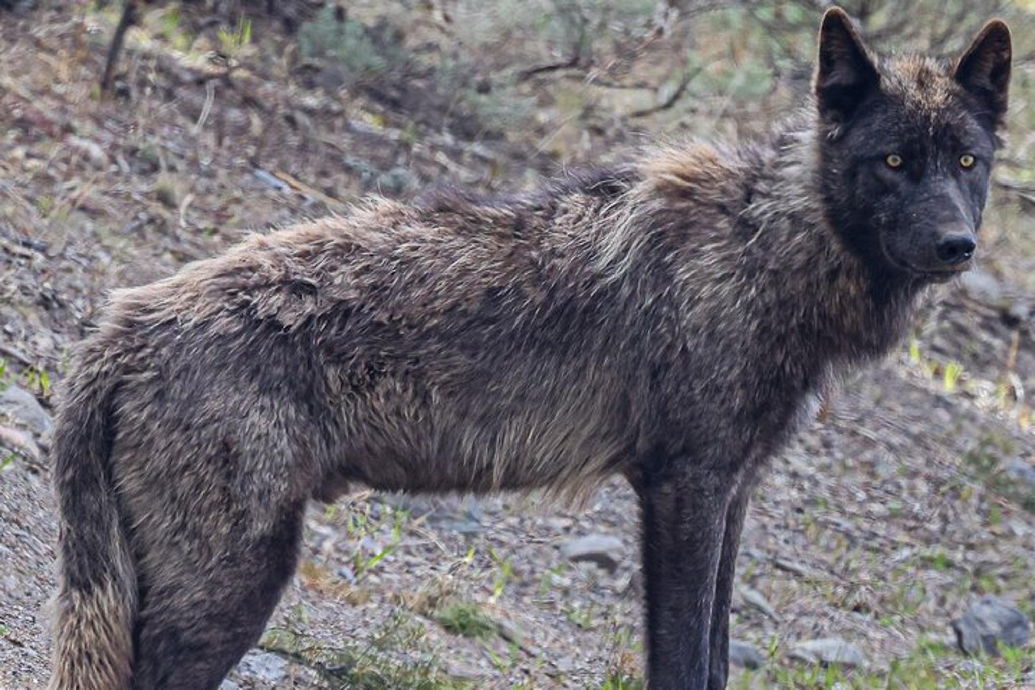Yellowstone Upper Loop Wildlife Adventure - Image 2