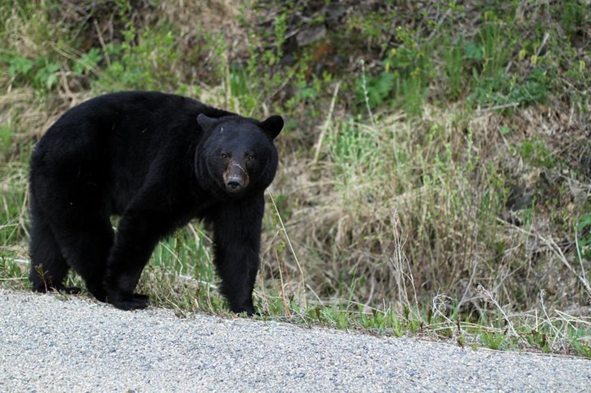 Skagway Yukon Summit Drive Tour - Image 4