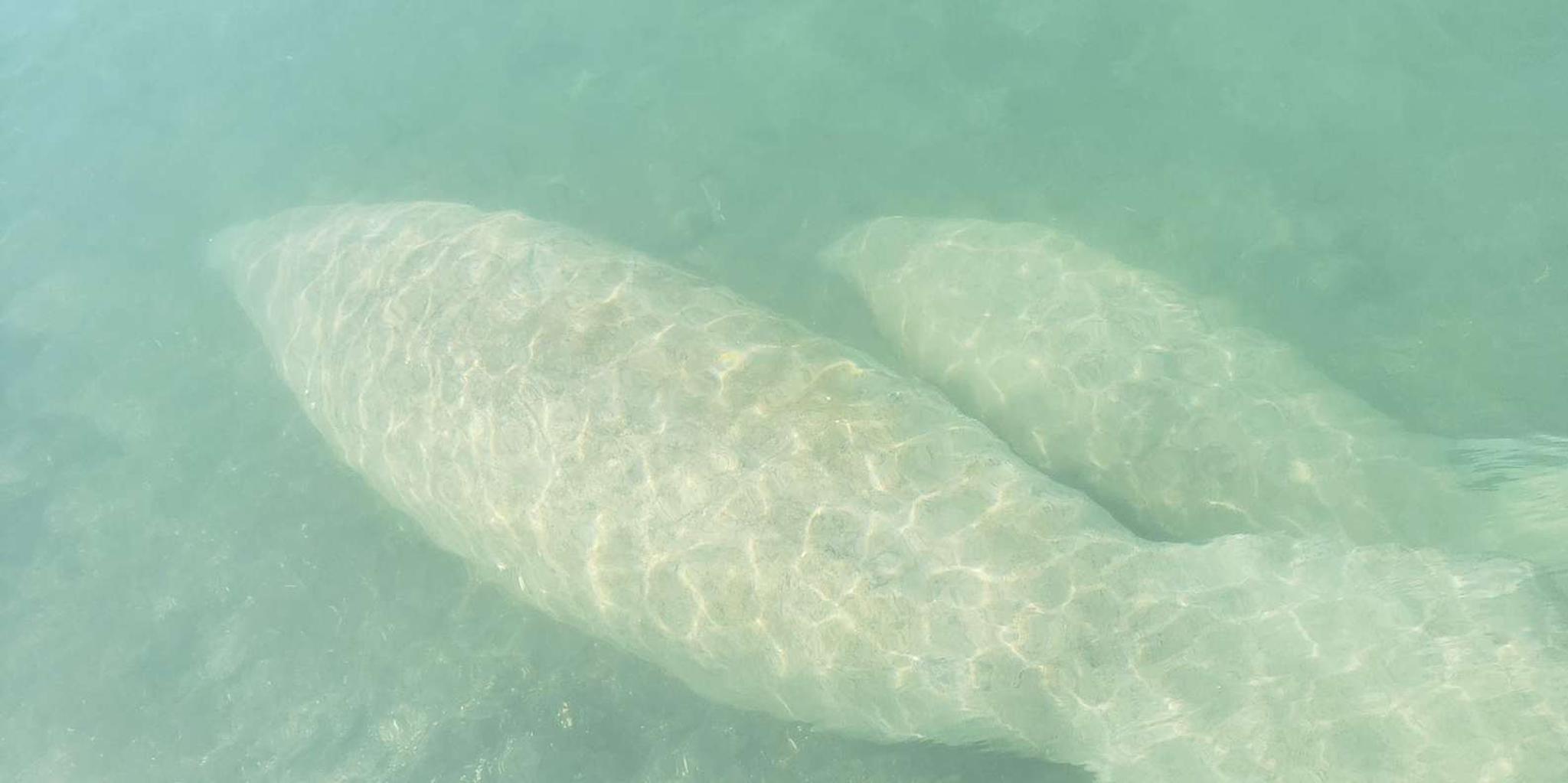 Miami Island Snorkeling by SUP or Kayak - Image 3