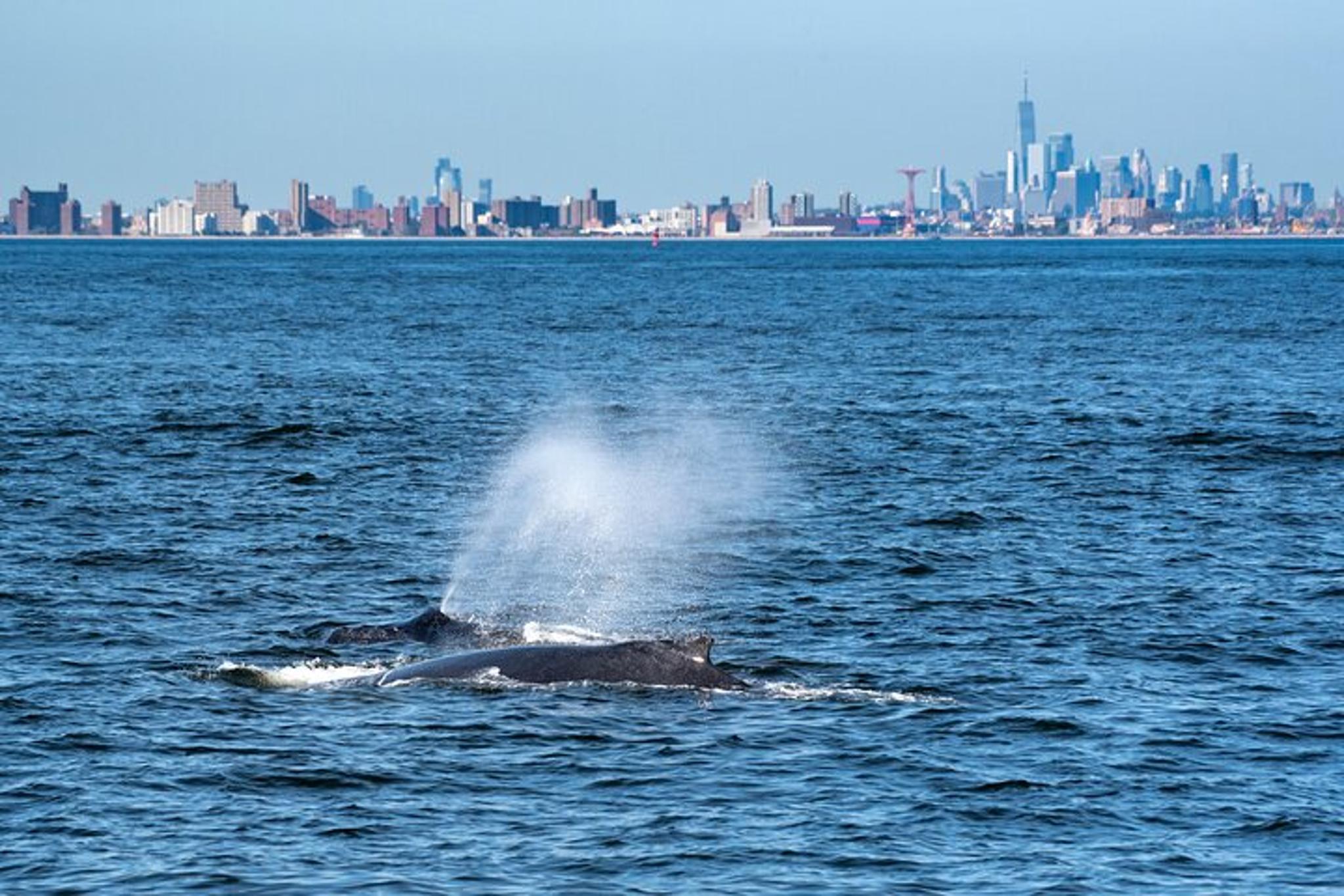New York City Whale Watching Cruise - Image 5