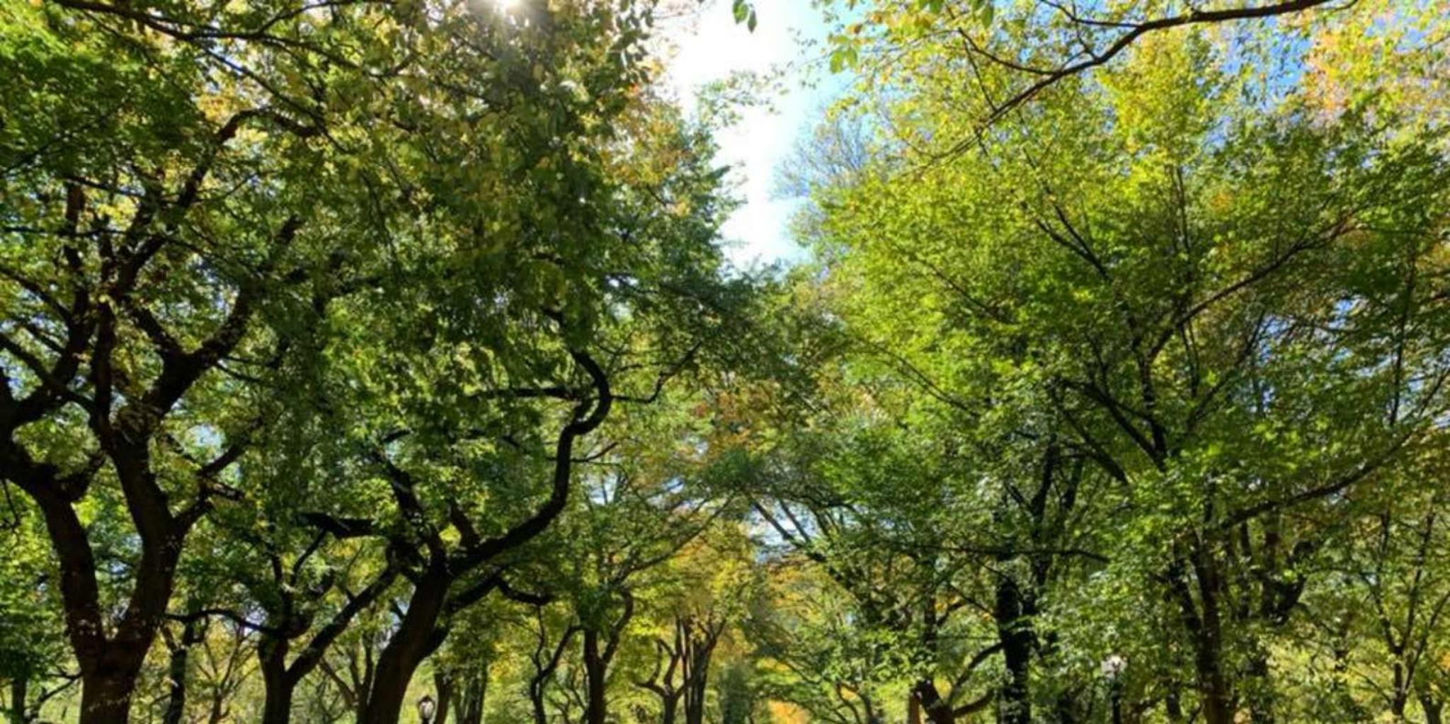 New York Central Park Walking Tour - Image 6