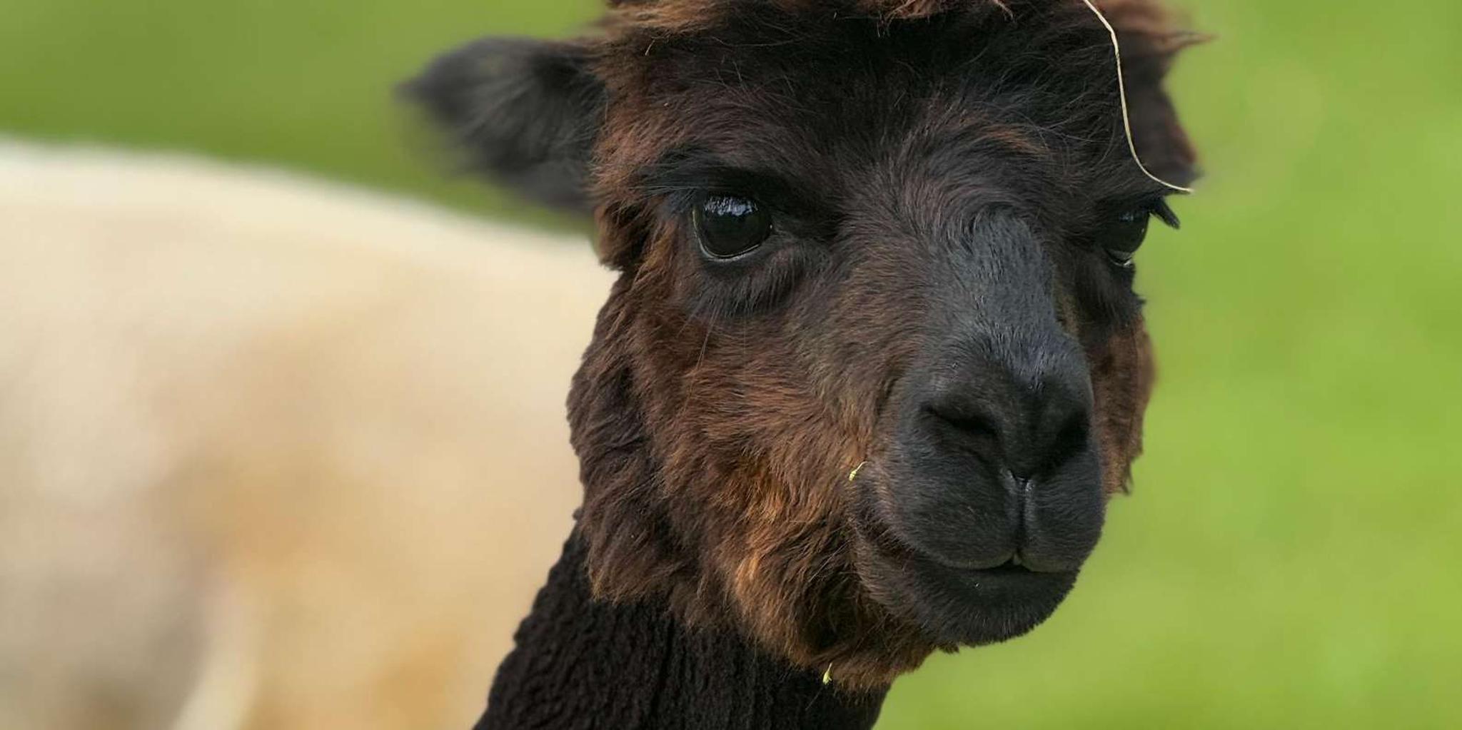 Maui Alpaca Tour on the Road to Hana - Image 1