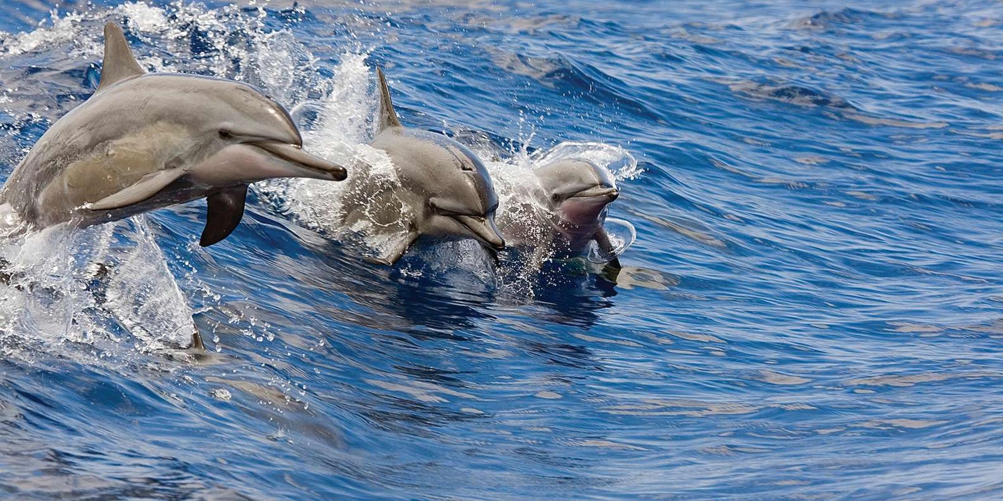 Waikoloa Snorkeling and Sailing Adventure - Image 4