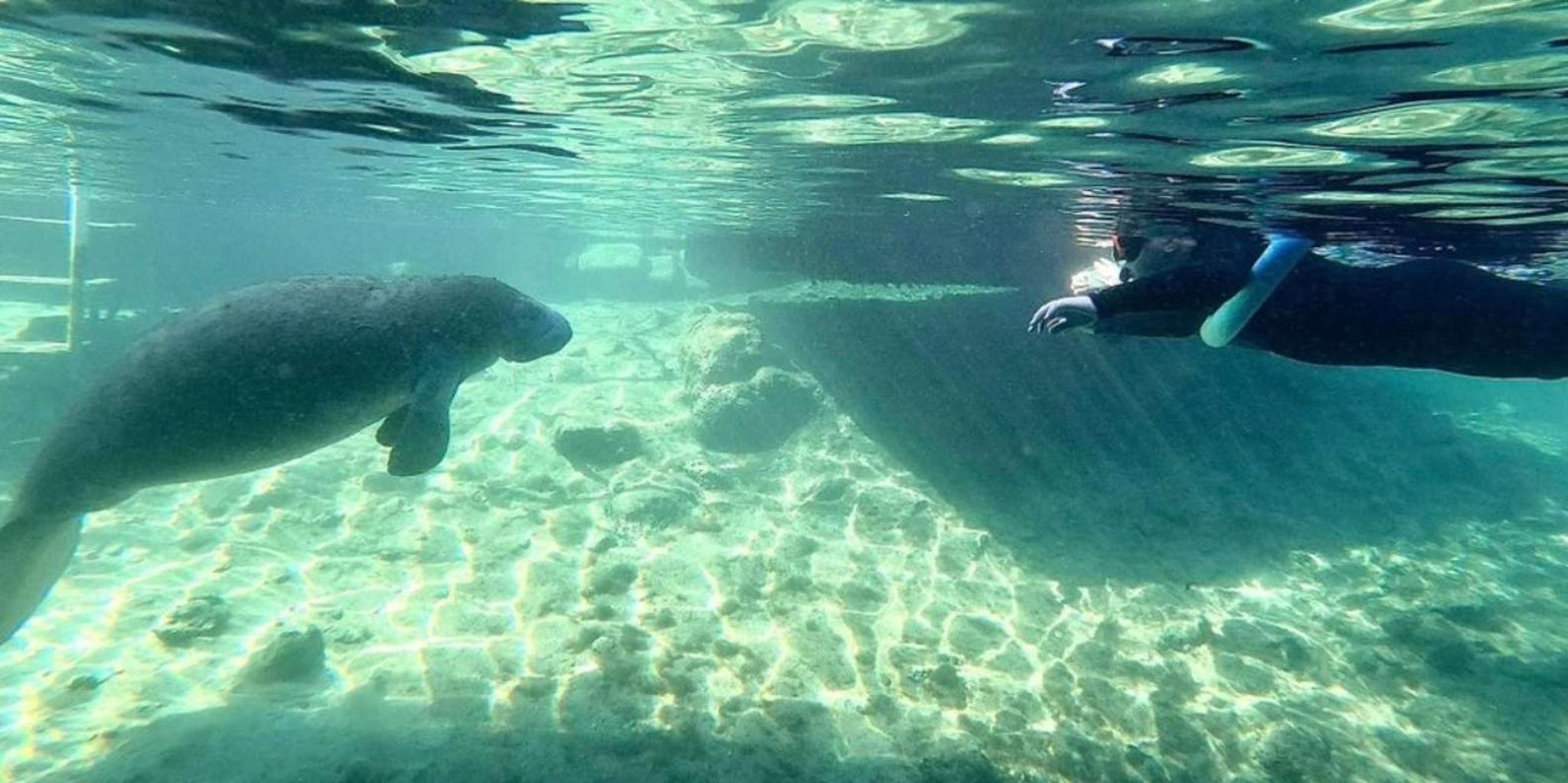 Crystal River Kayak and Swim with Manatees Tour 2.5 hr - Image 5