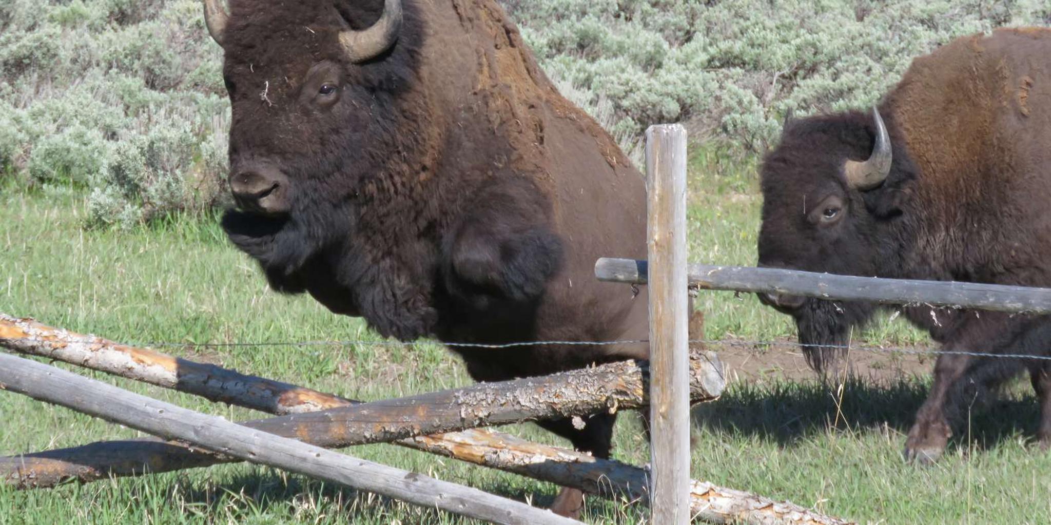 Jackson Grand Teton National Park Full-Day Tour - Image 4