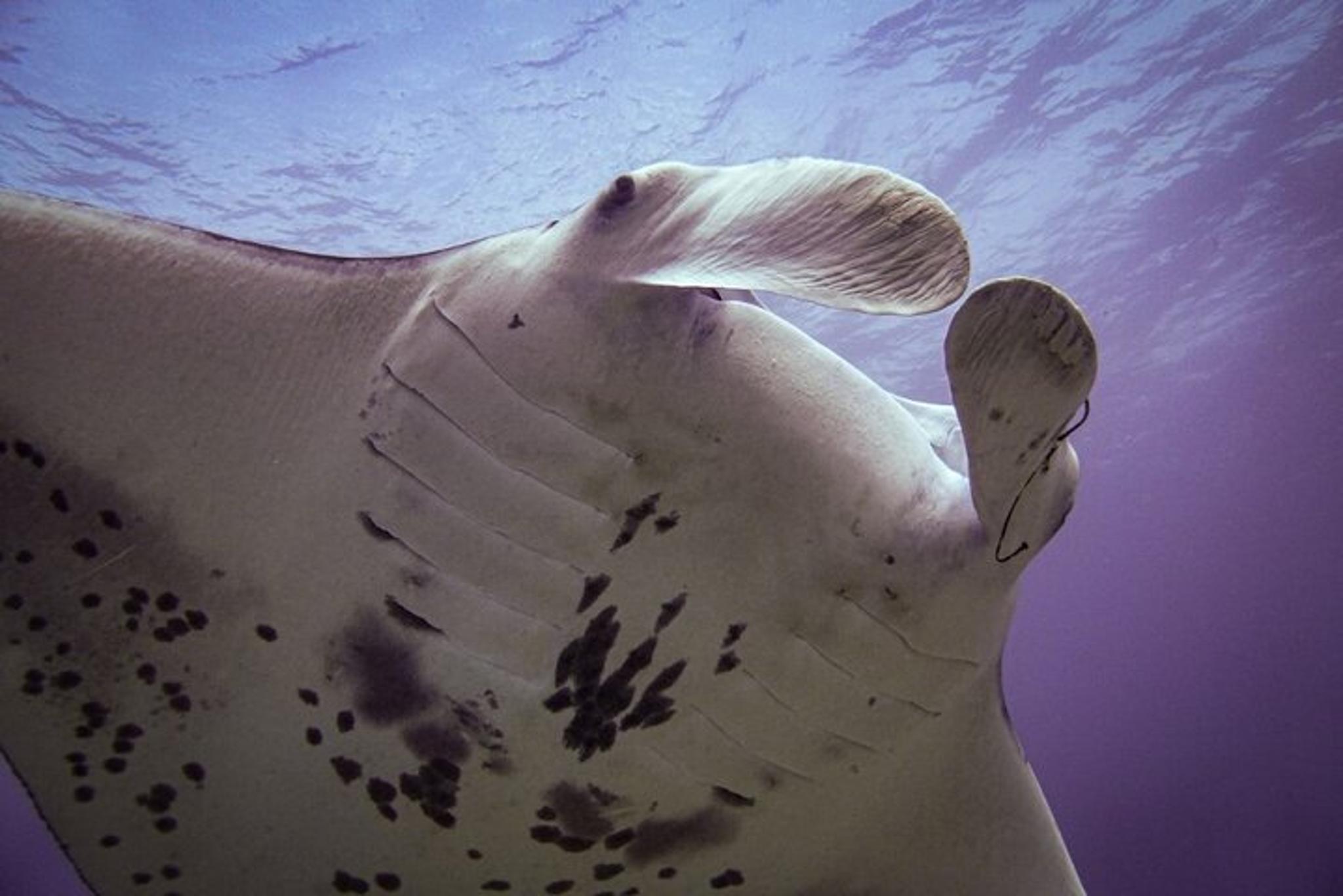 Maui Shore Dive - Image 6