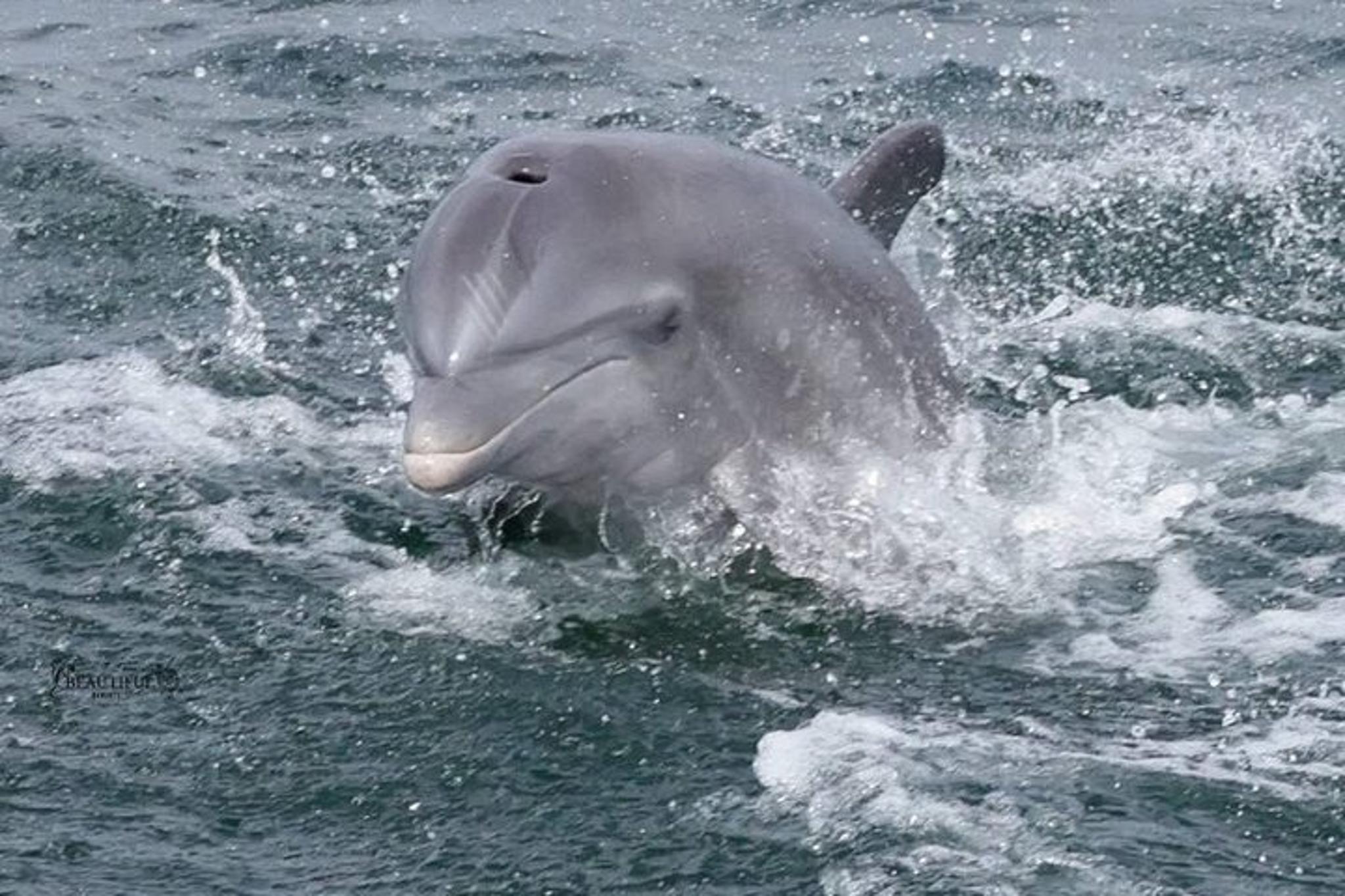 Pensacola Beach Dolphin Sightseeing Cruise