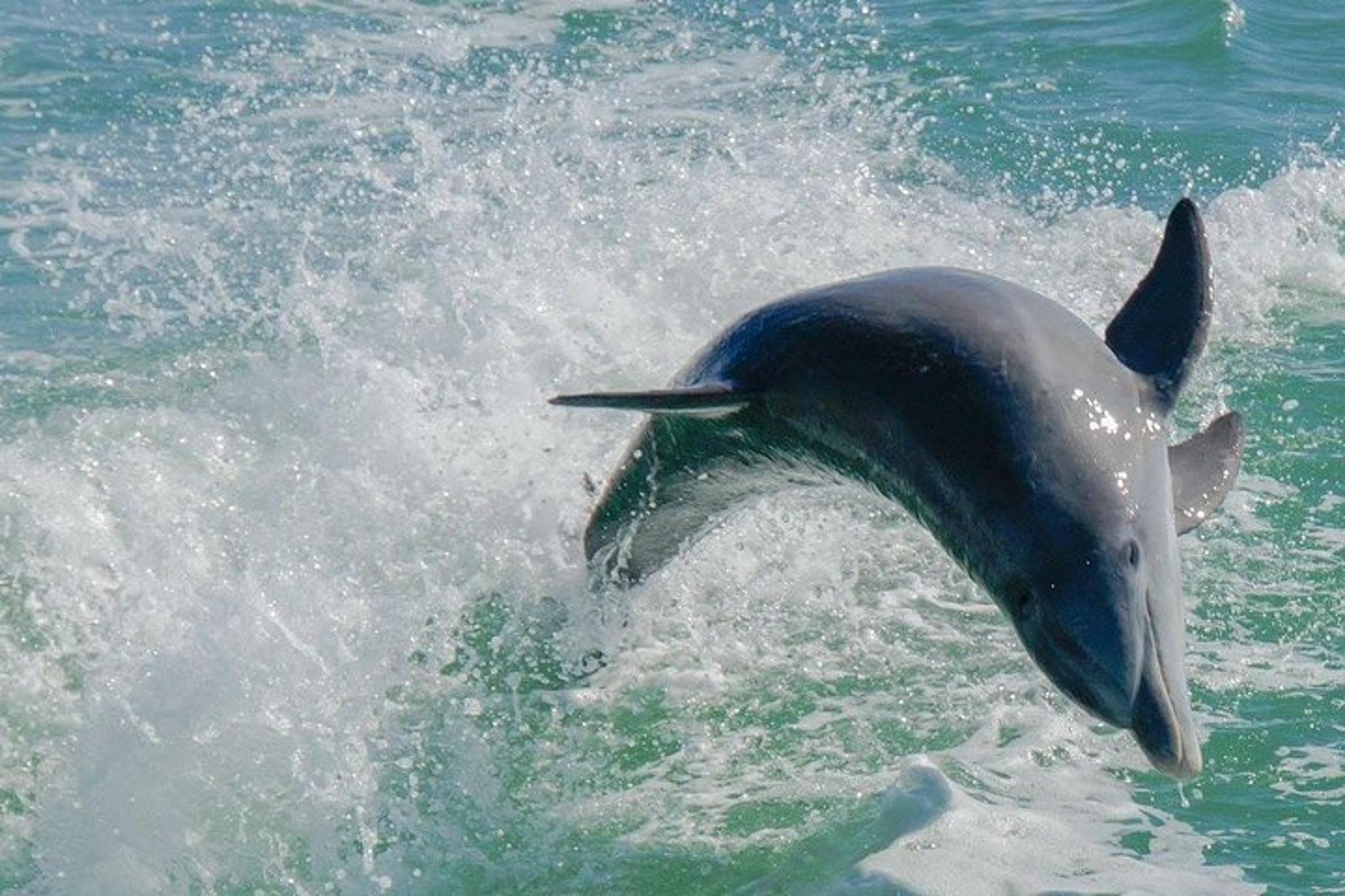 Egmont Key Snorkeling and Dolphin Tour - Image 2