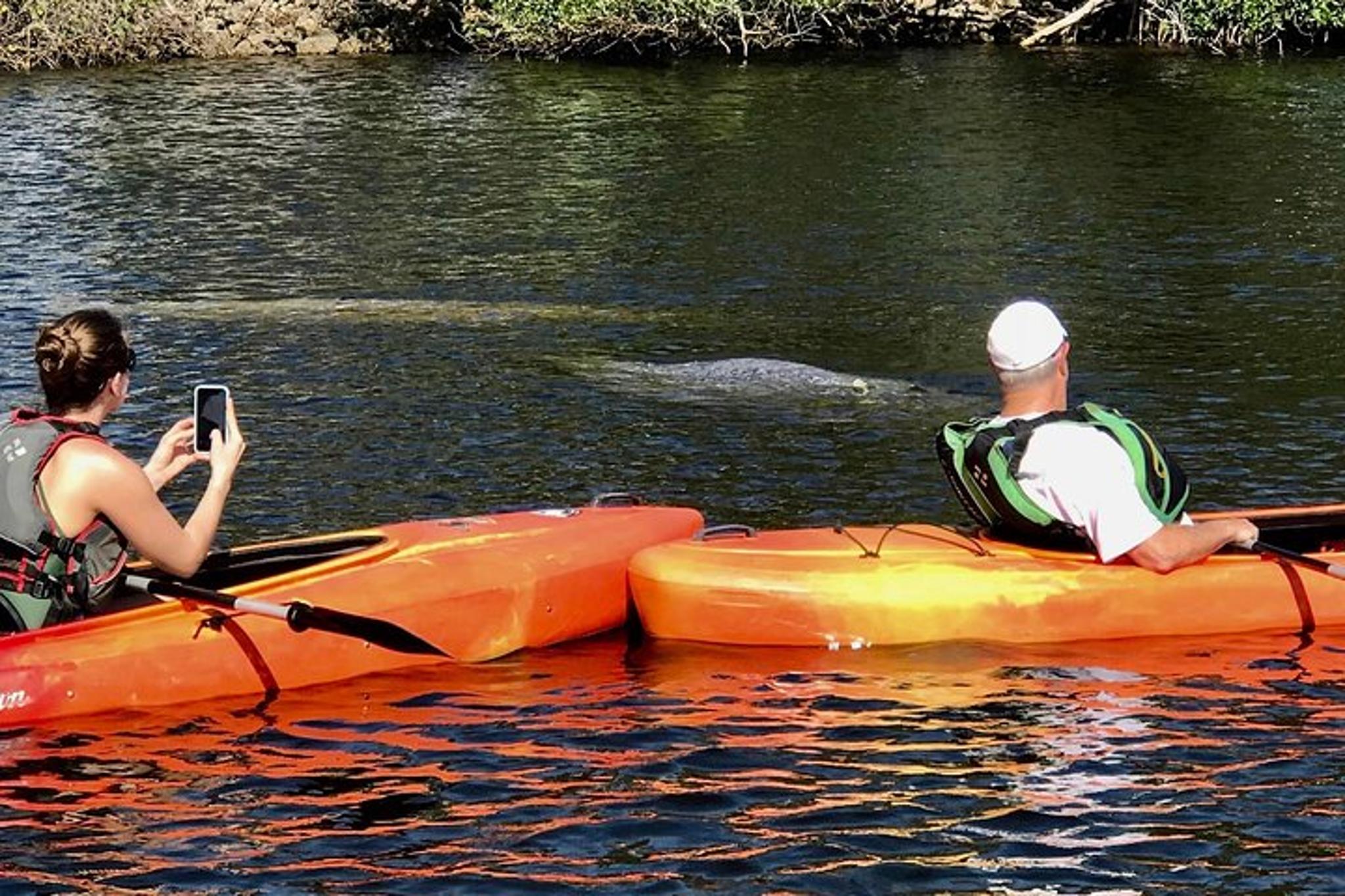 Naples Kayak Tour through Mangrove Tunnels - Image 4