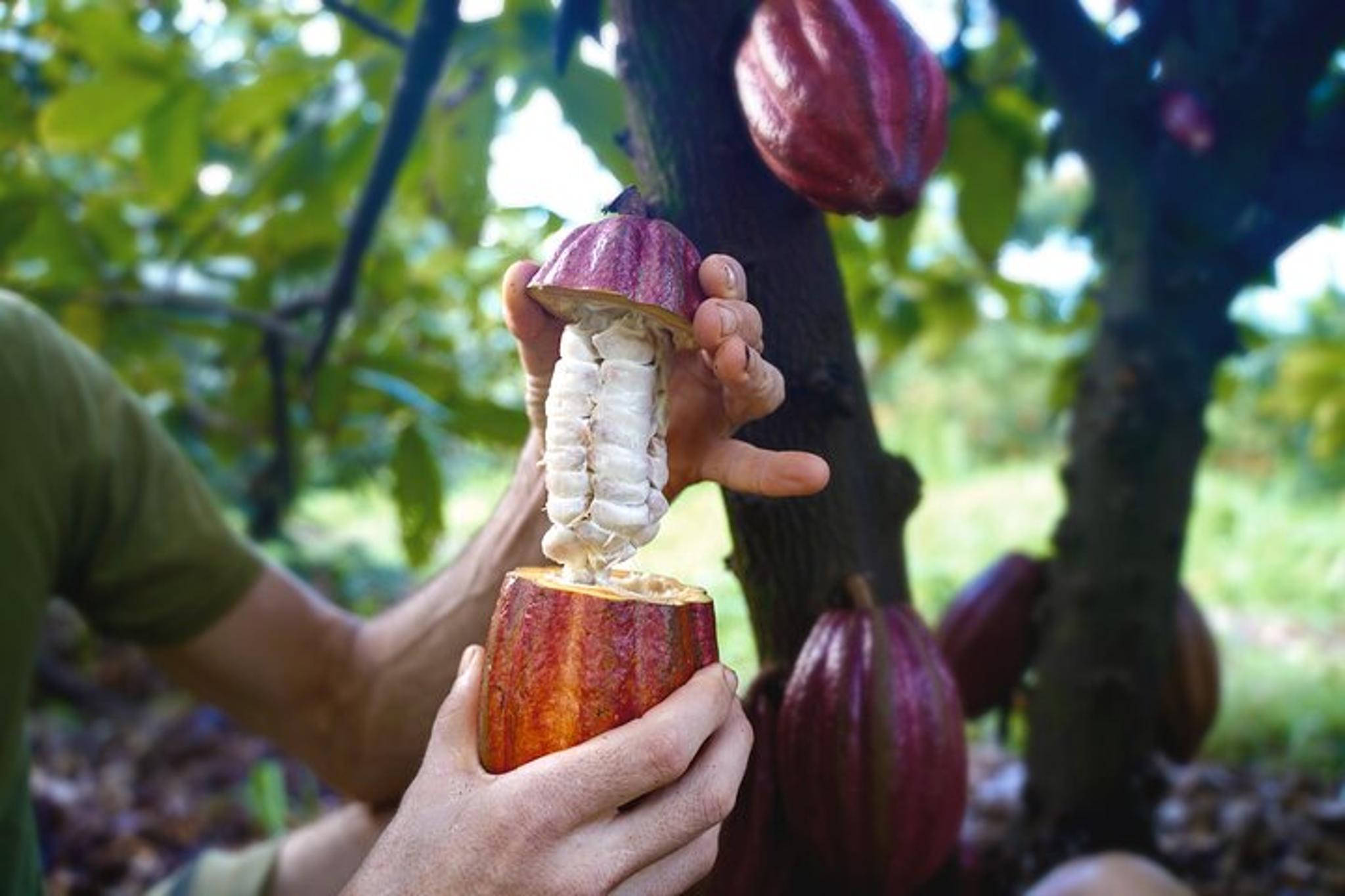 Kauai Tropical Fruit Tasting Tour - Image 2