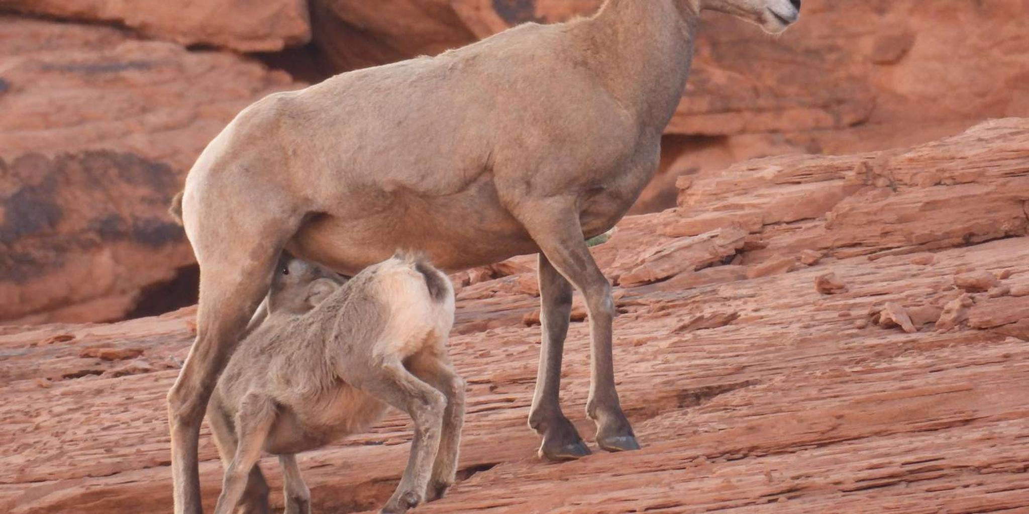 Las Vegas Valley of Fire Private Adventure