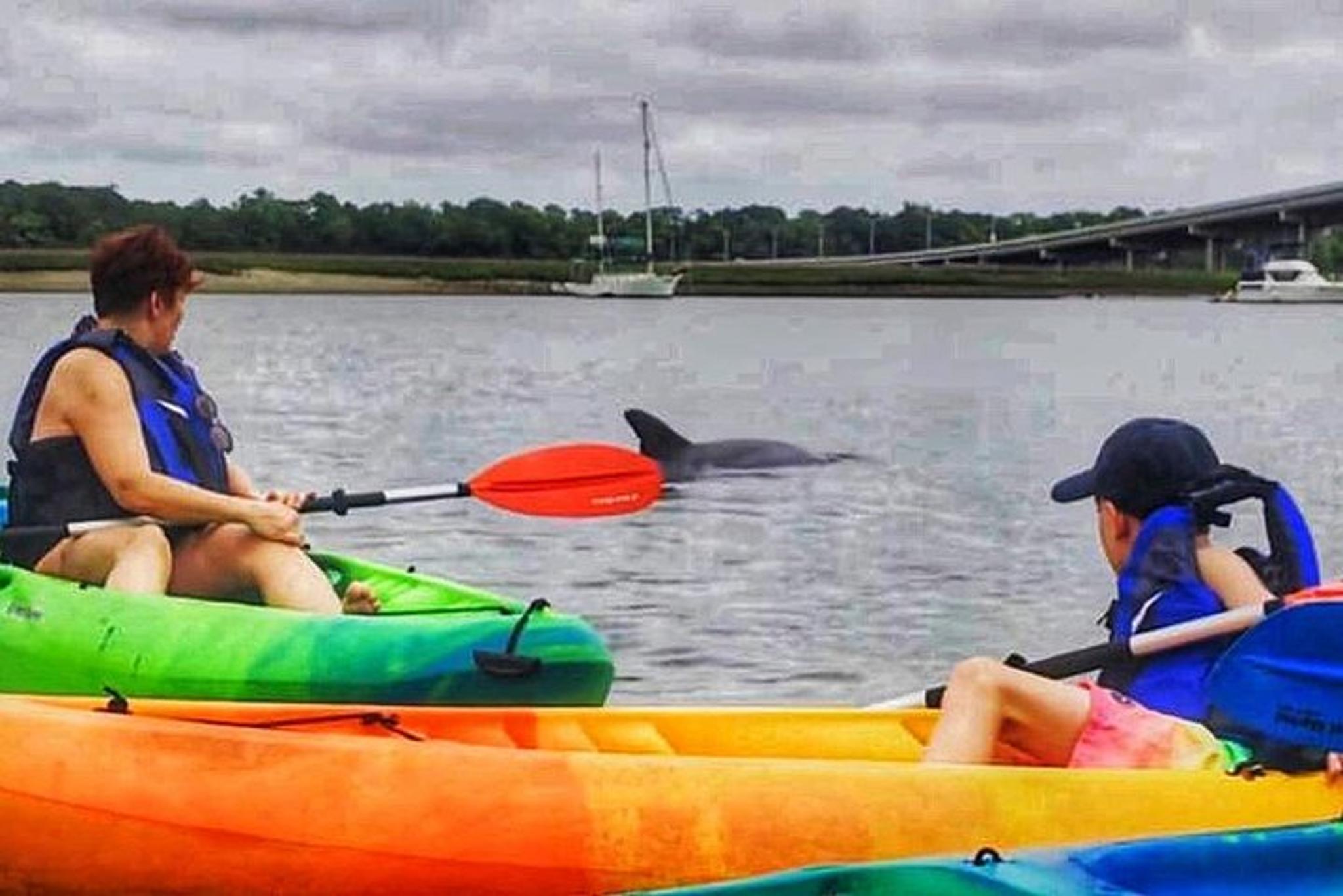 Hilton Head Kayaking Tour with Coffee 90 min - Image 5