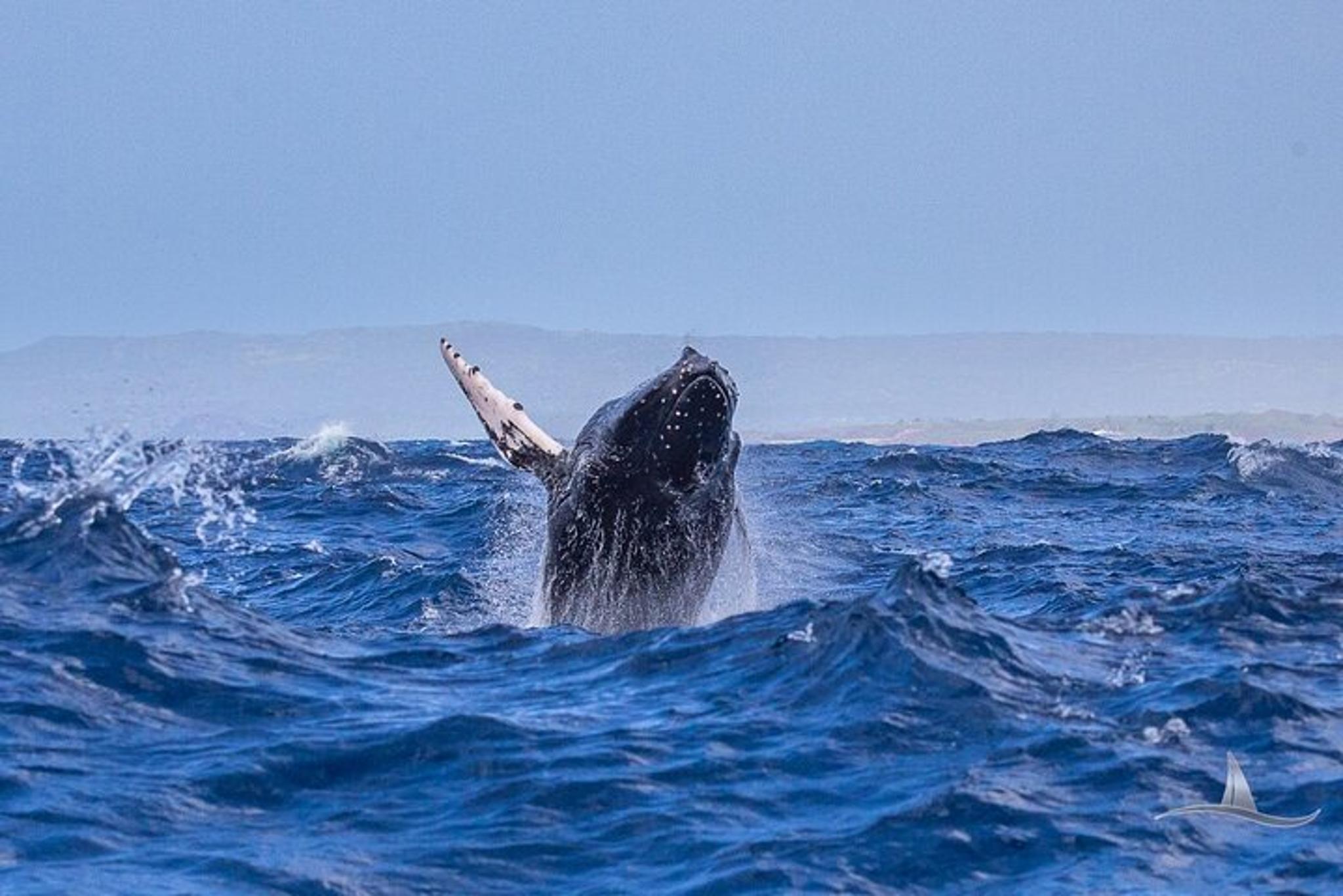 Waikiki Private Sailing Catamaran Tour - Image 6