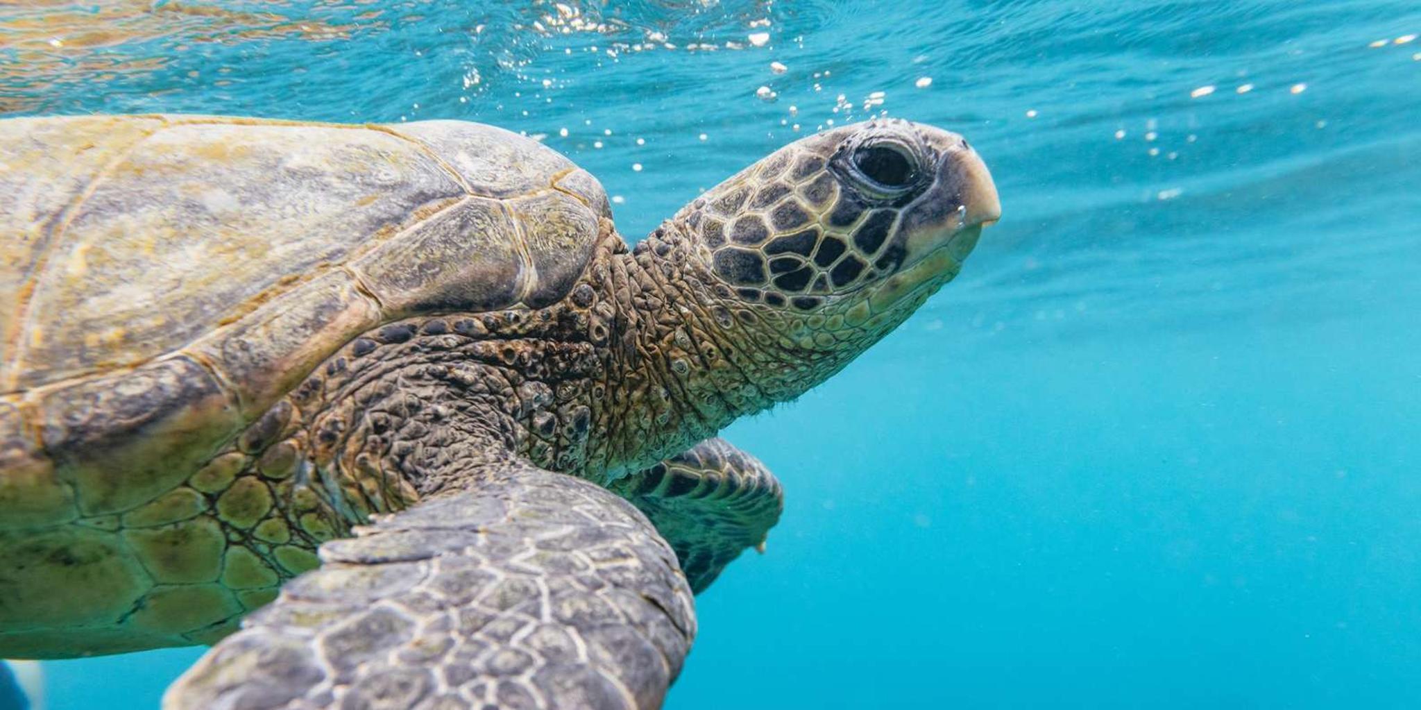 Maui Snorkeling Tour to Molokini and Turtle Town - Image 4