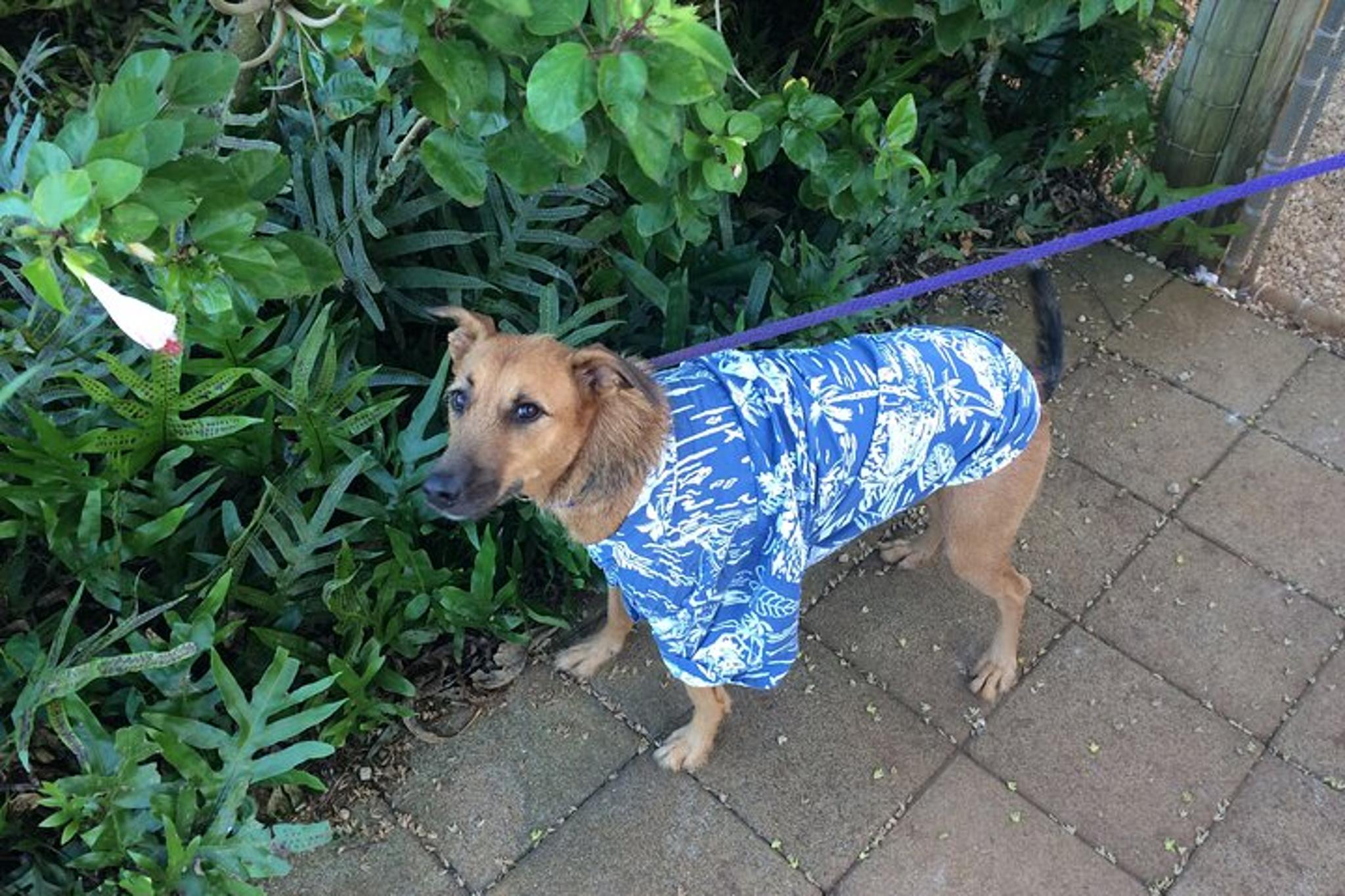 Kauai Luau Roundtrip Transfer - Image 3