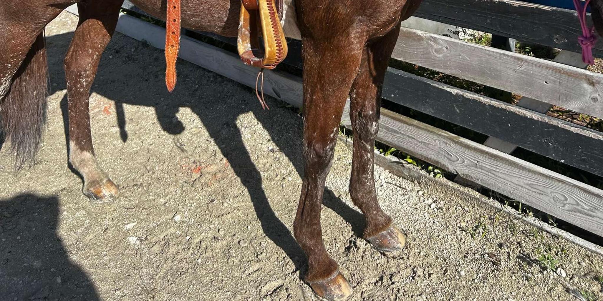 Miami Horseback Riding Tour with Instructor 1 hr - Image 1