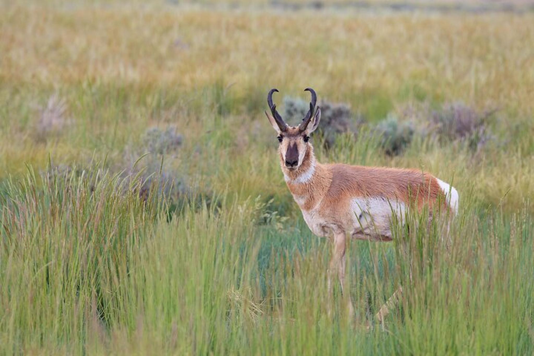 Bozeman Yellowstone Wildlife Safari - Image 5