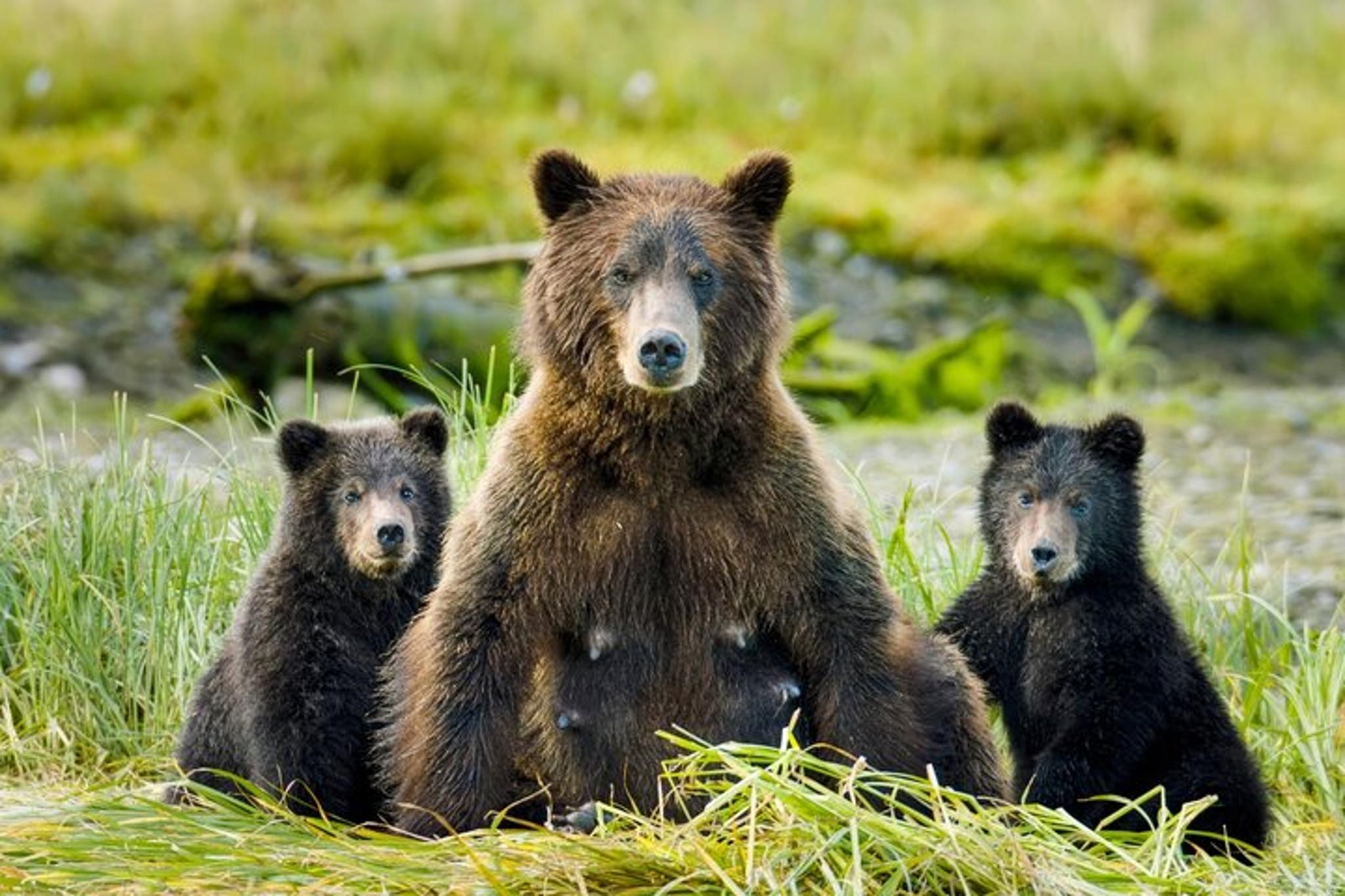 Sitka Wildlife Film Experience with Q&A 45 min
