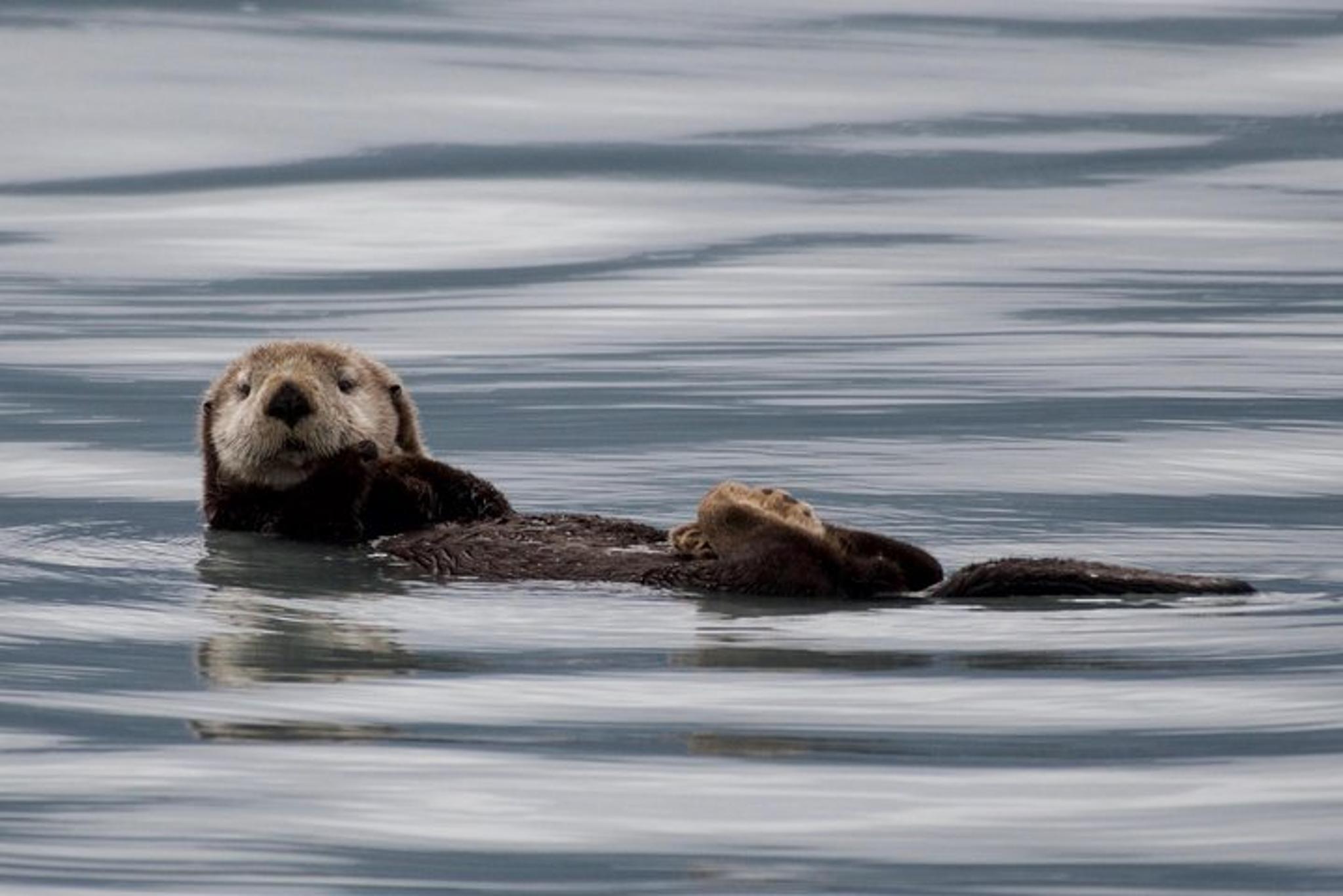 Seward Kenai Fjords National Park Cruise - Image 6