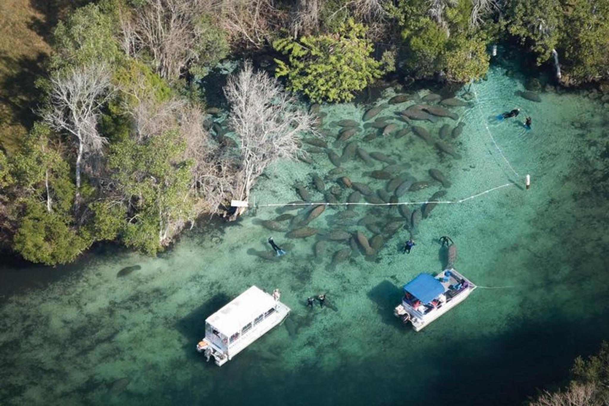 Crystal River Manatee Swim with Divemaster - Image 4