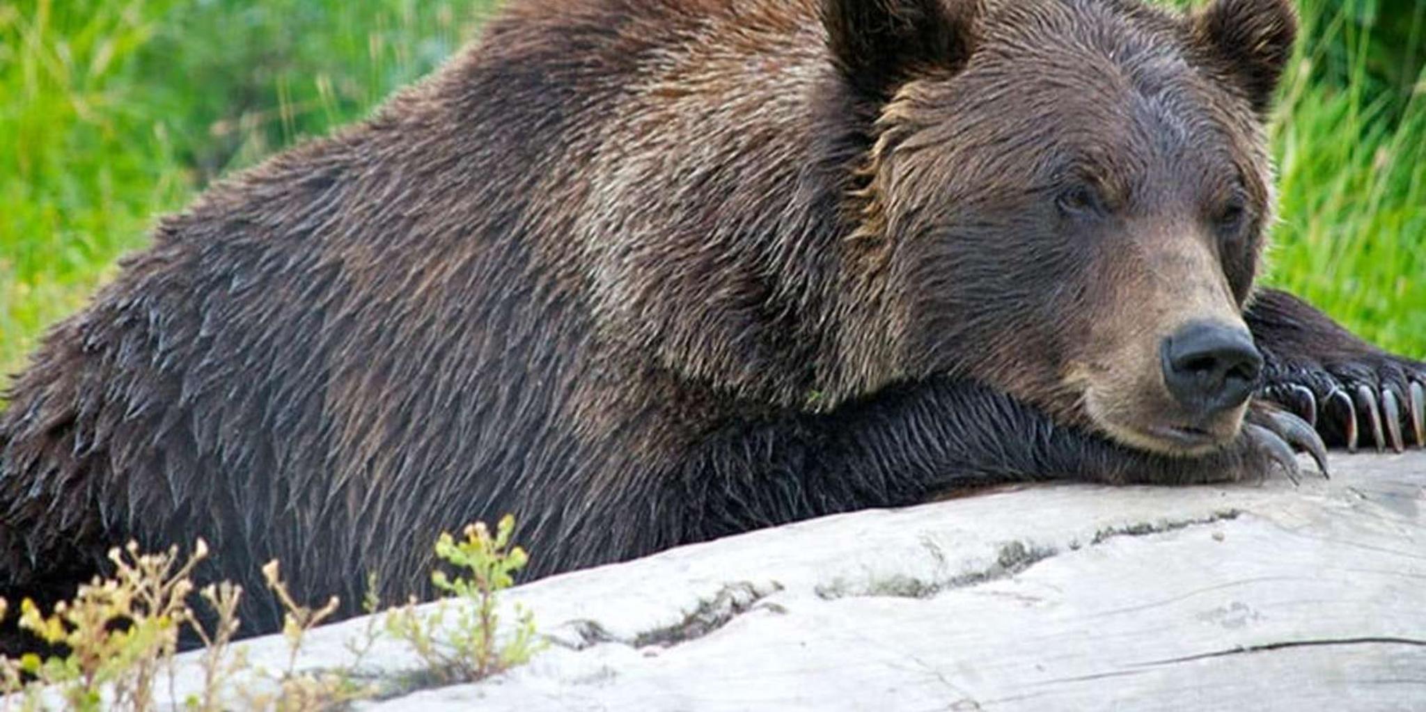 Girdwood Bears, Trains, and Icebergs Tour