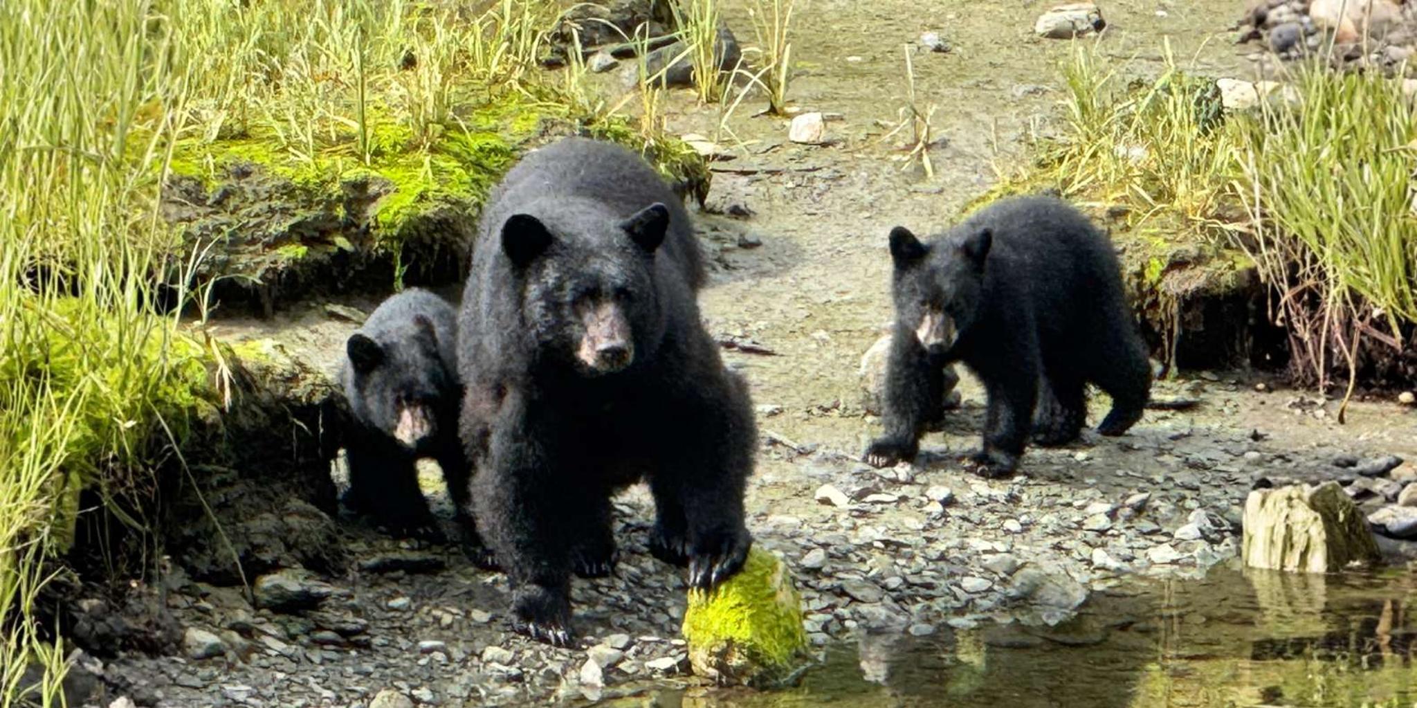 Ketchikan Rainforest Tour - Image 1