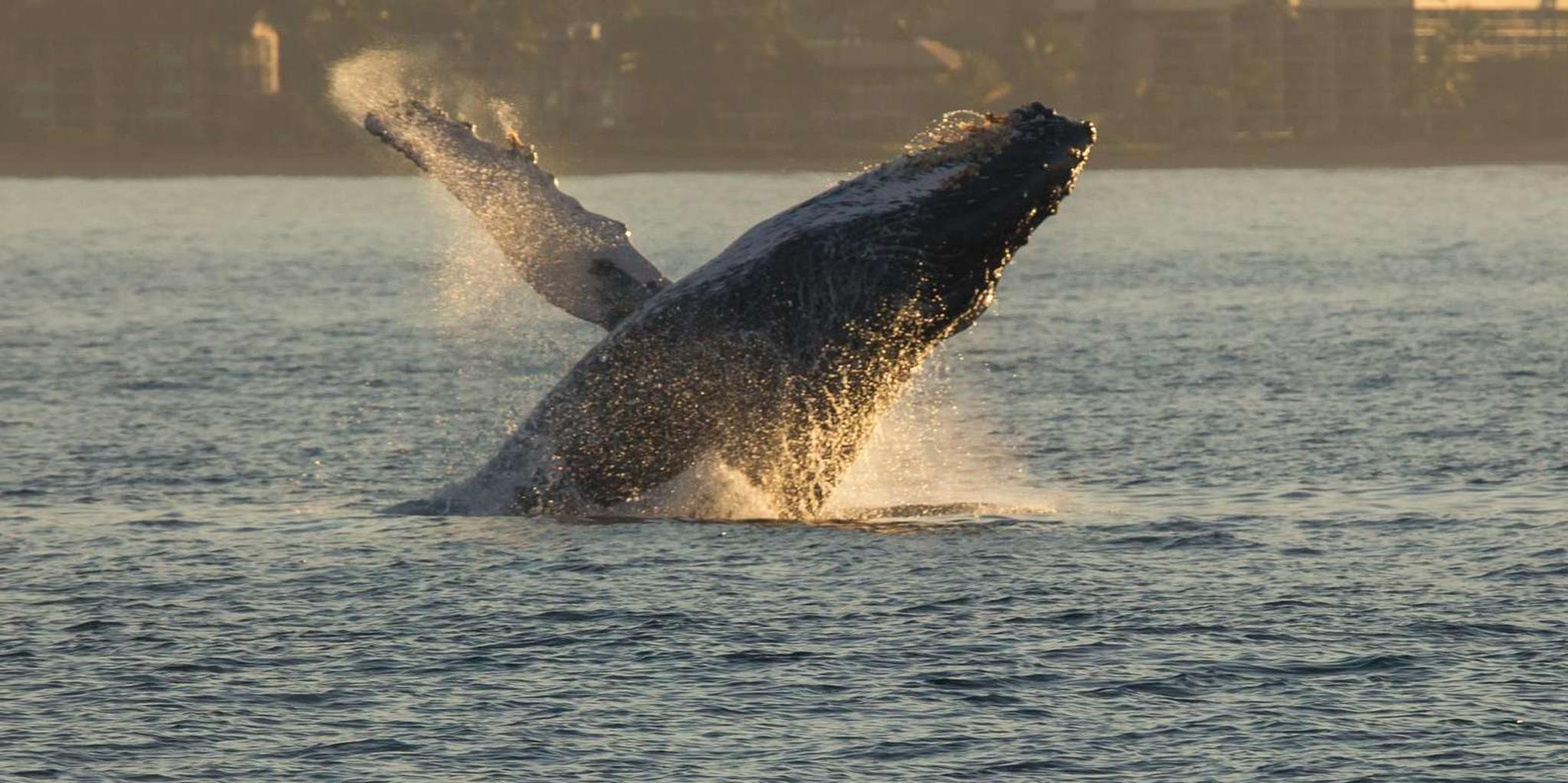 Maui Whale Watching Sail with Live Whale Songs - Image 4
