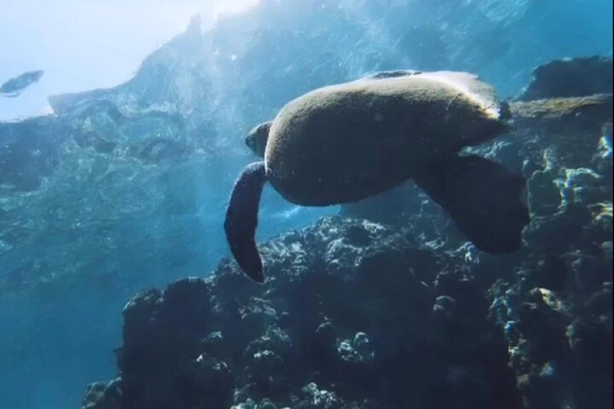 Lahaina Snorkel Excursion - Image 2