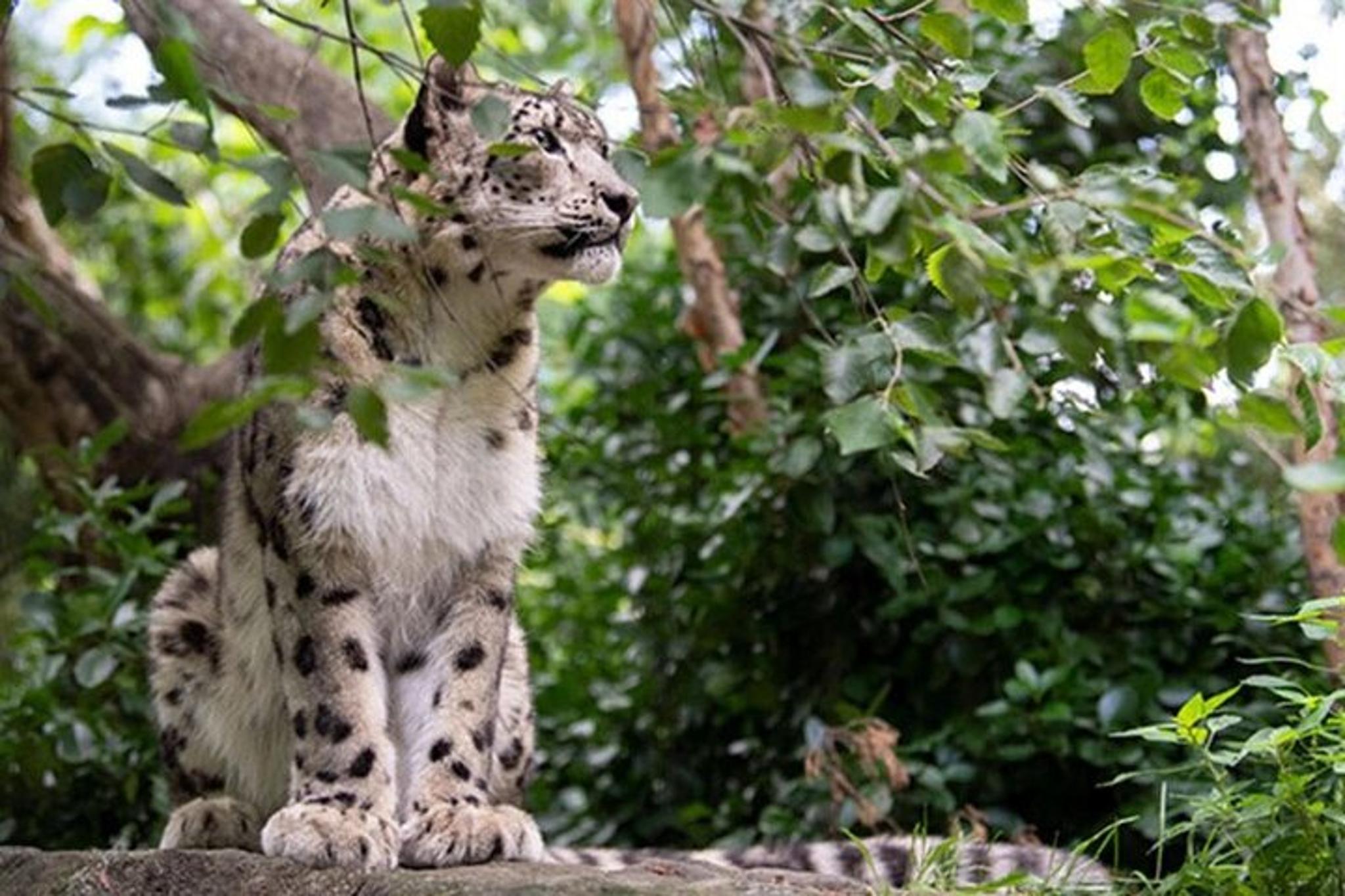 New York Central Park Zoo Admission with 4D Theater - Image 4