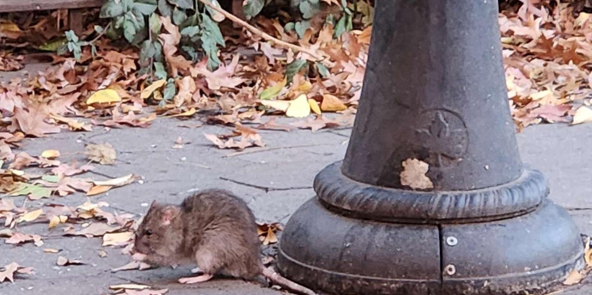 New York City Garbage and Rats Walking Tour - Image 5
