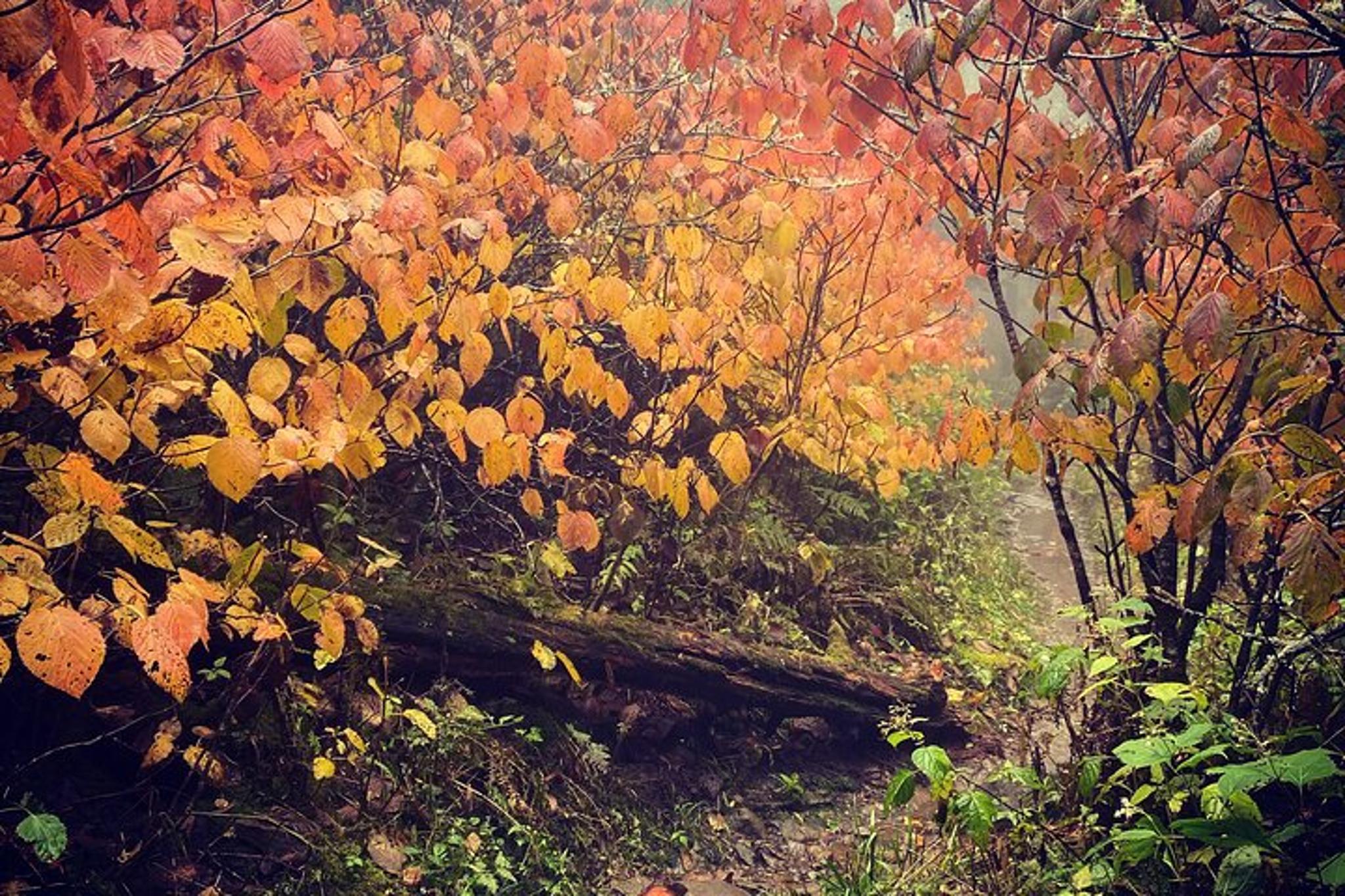 Clingmans Dome Hike - Image 6