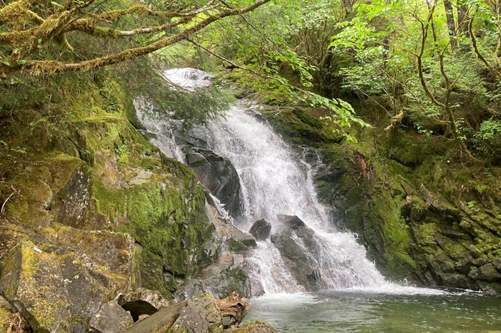Ketchikan City Highlights and Wildlife Tour 2 hr - Image 6