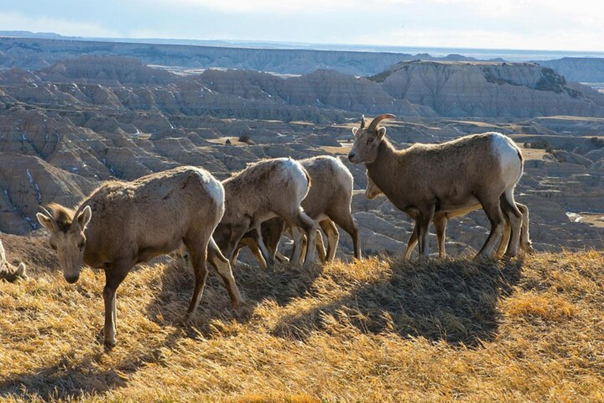 Badlands Hard Top Van Tour - Image 3
