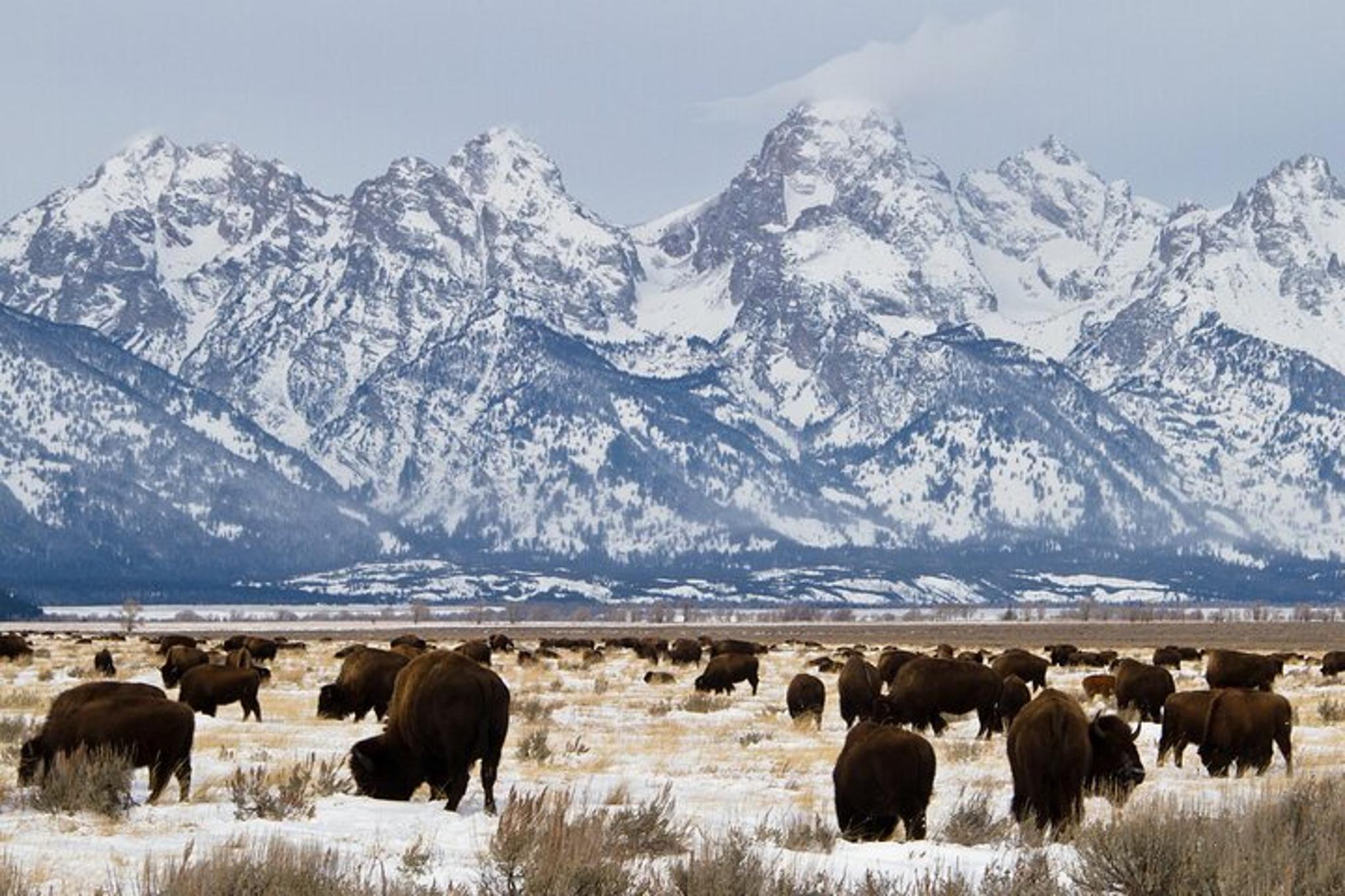 Grand Teton National Park Private Tour - Image 5