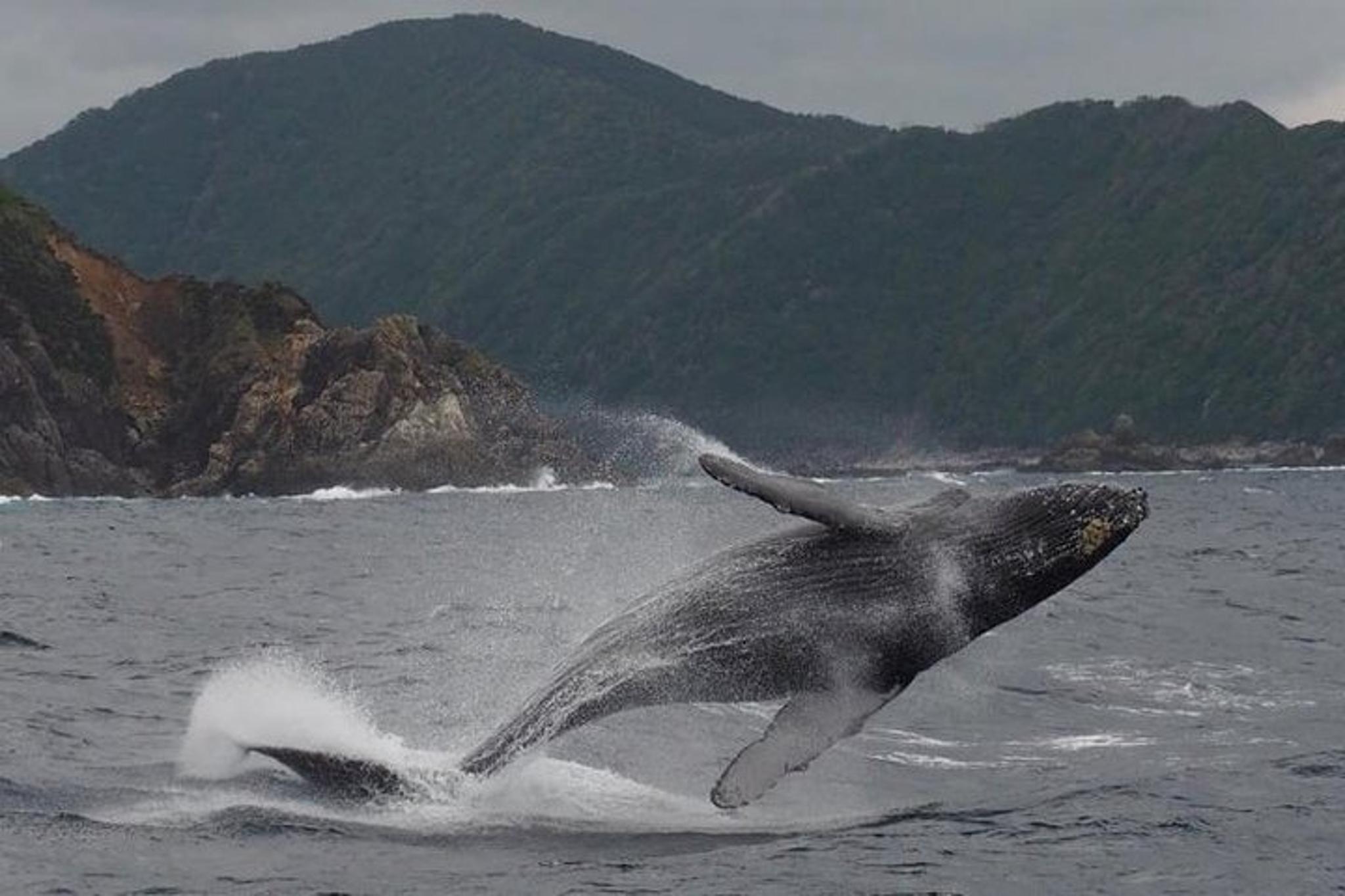 Ma'alaea Harbor Whale Watching Tour - Image 5