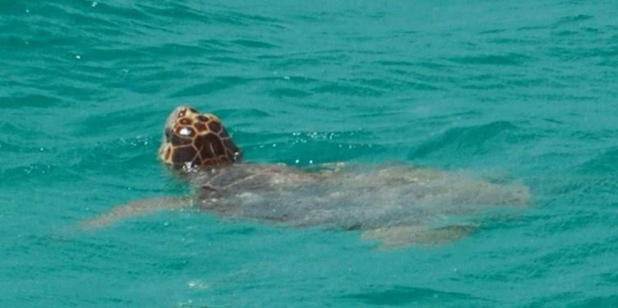 Key West Shark and Wildlife Catamaran Tour - Image 5