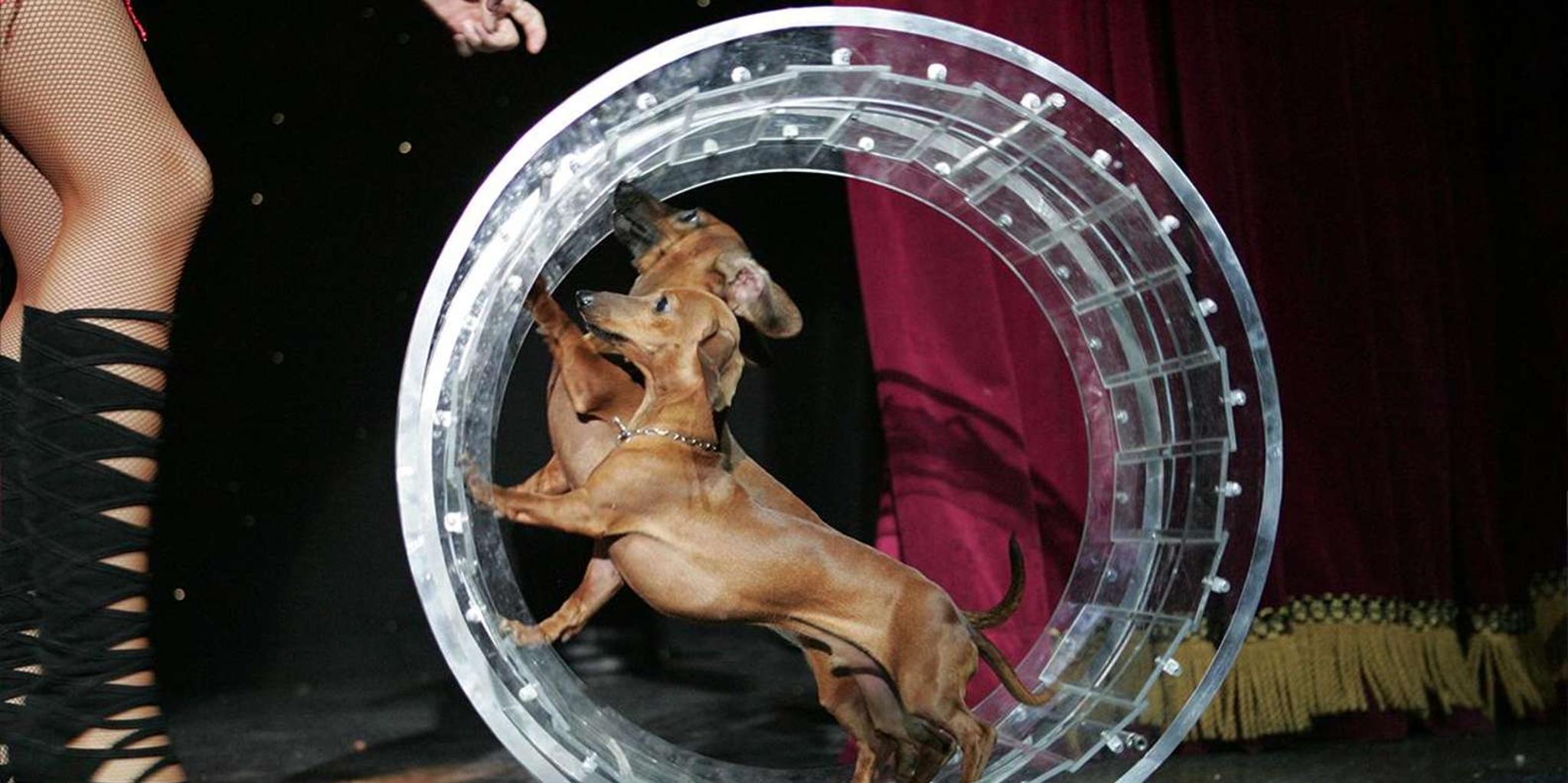 Las Vegas Comedy Pet Theater - Image 3