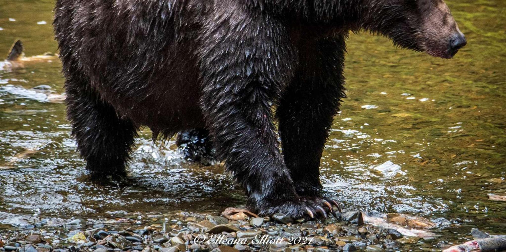 Hoonah Chichagof Island Brown Bear Search 3 hr - Image 3
