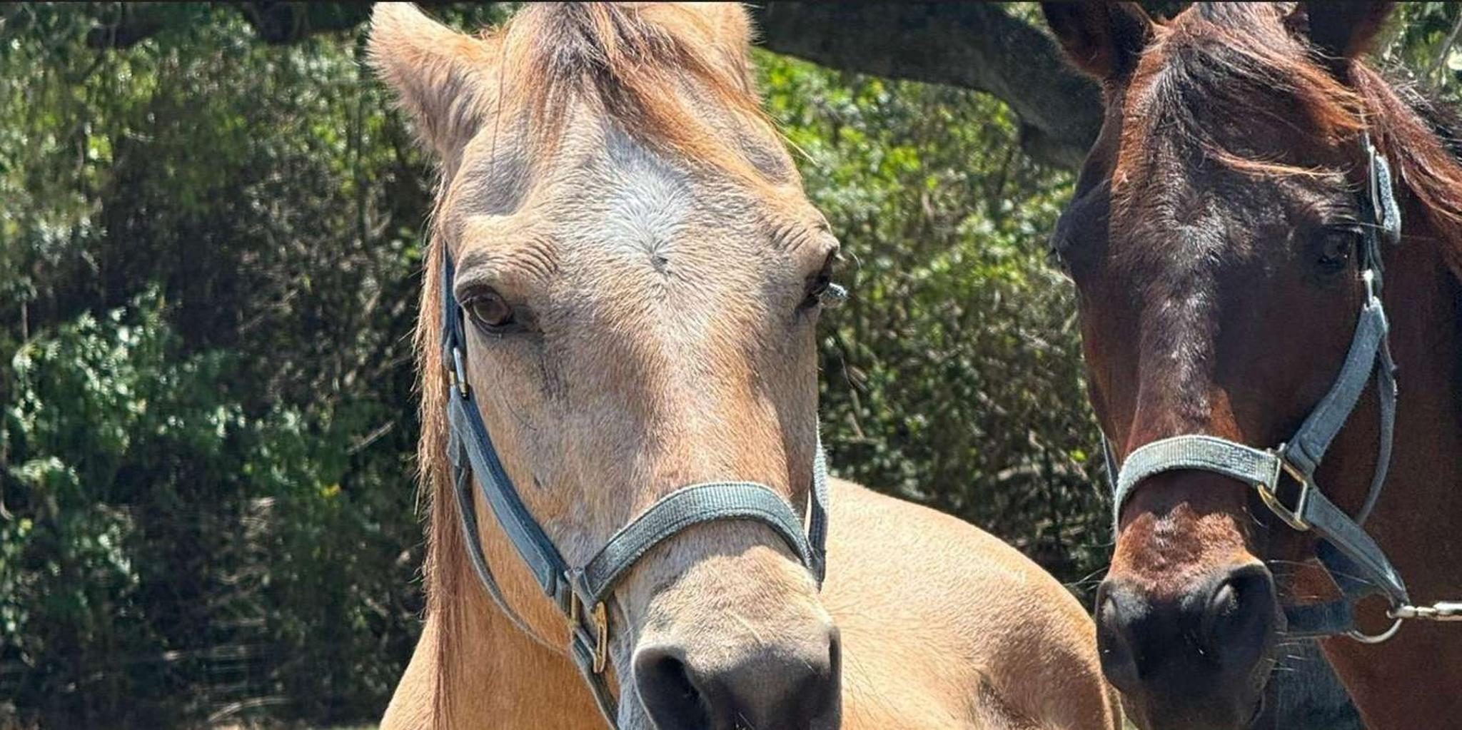 Miami Horseback Riding Tour - Image 4