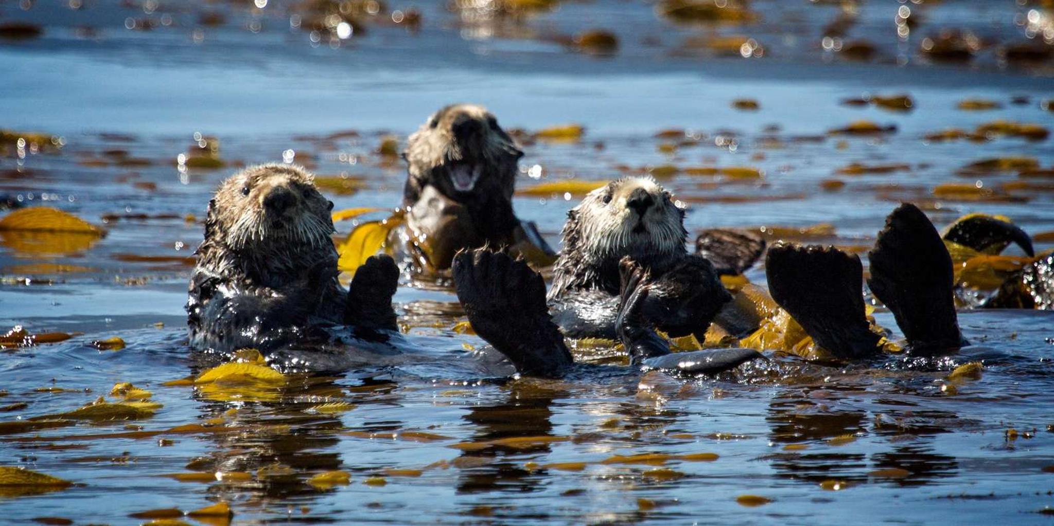 Sitka Wildlife Photo Safari & Beachcombing Cruise - Image 3