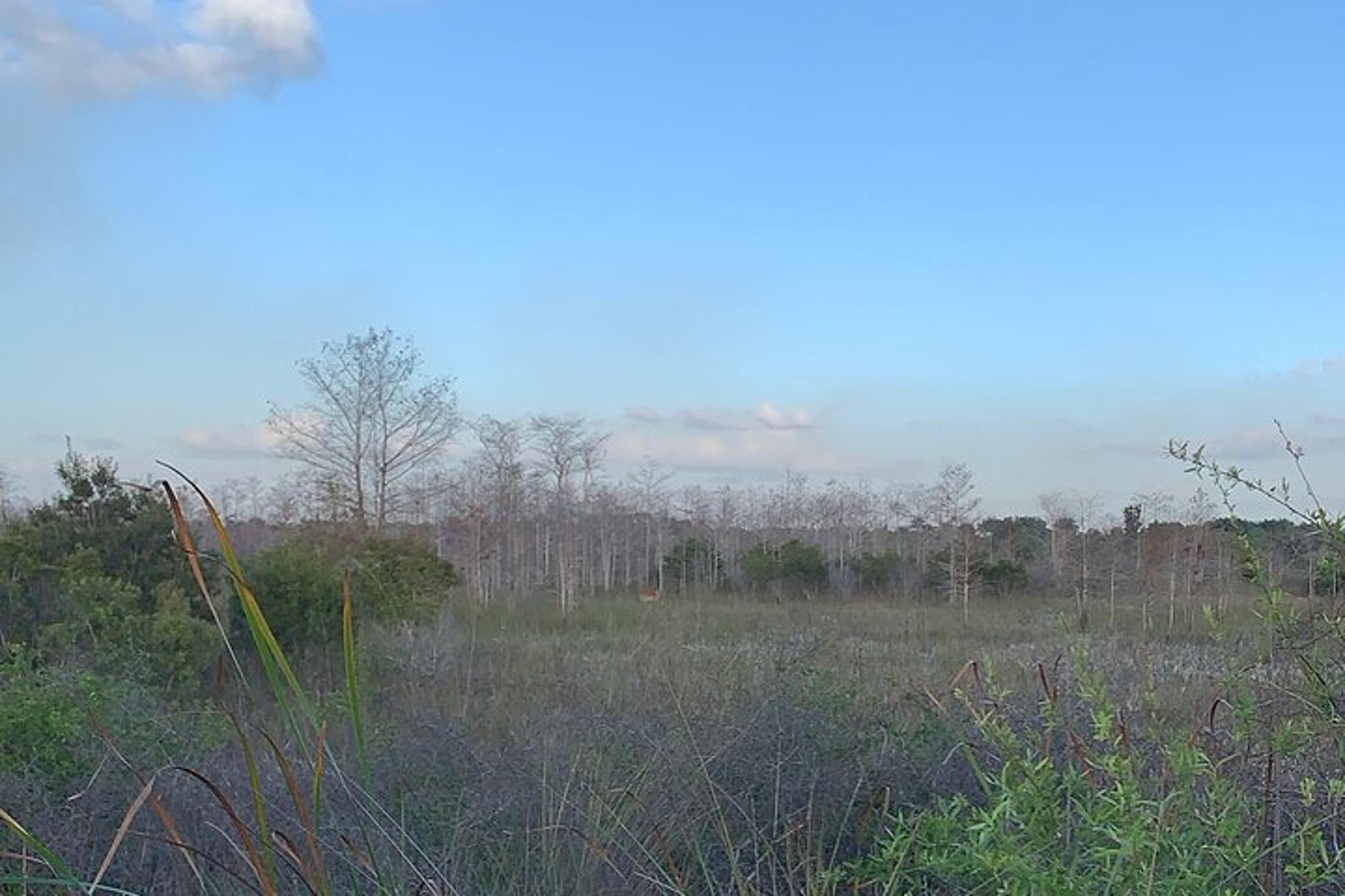 Everglades Safari-Style Jeep Tour - Image 4