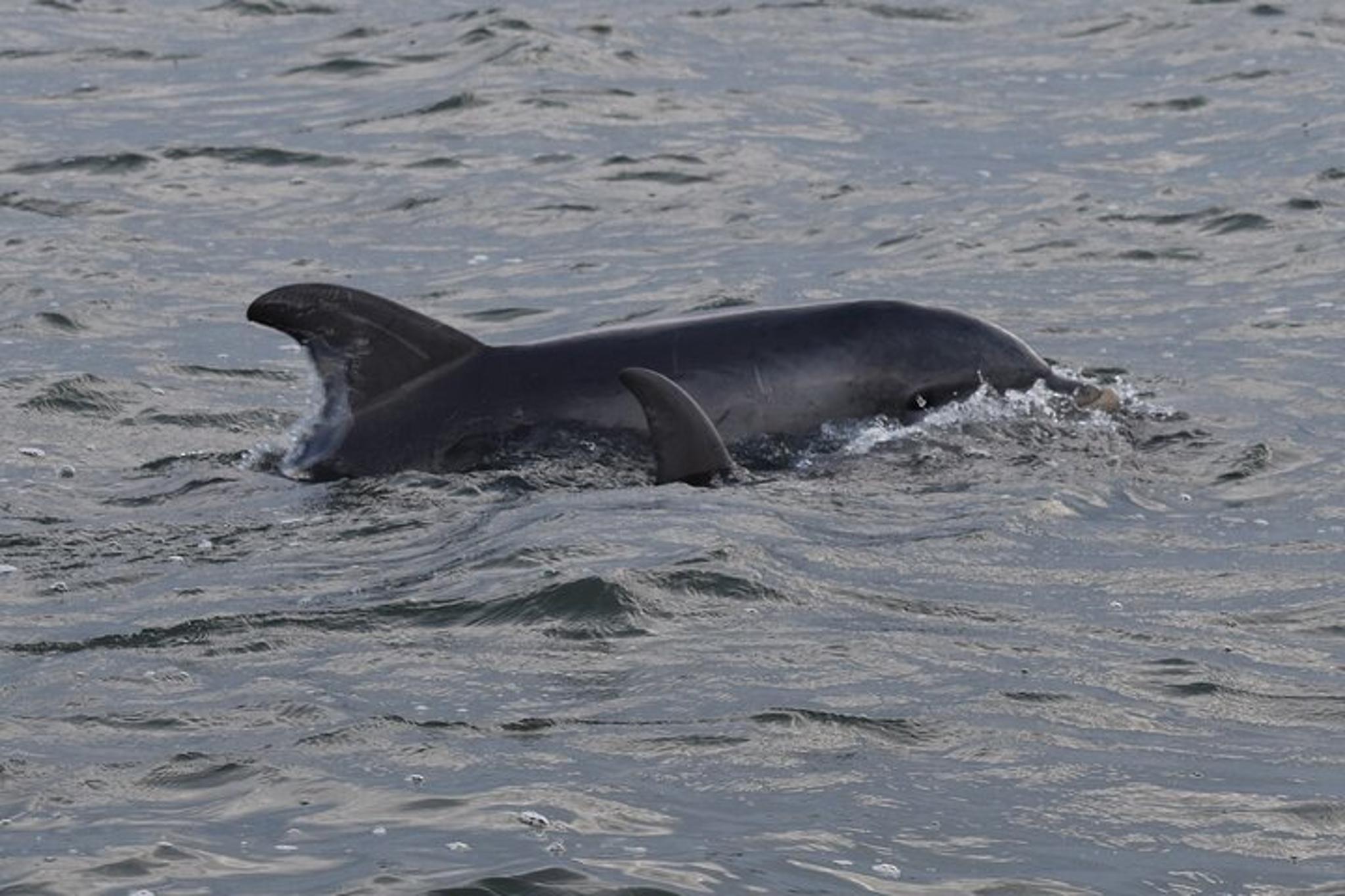 Folly Beach Dolphin Cruise at Sunset - Image 3