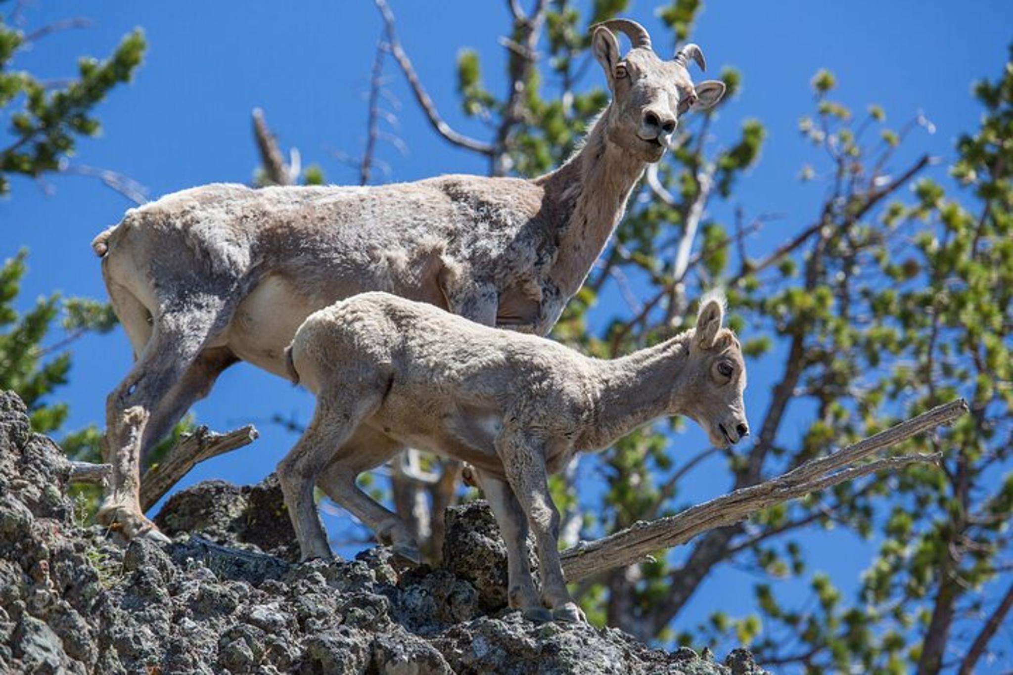Yellowstone Mount Washburn Naturalist Day Hike - Image 4