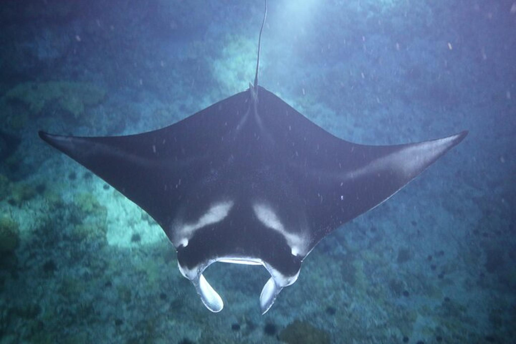 Kona Manta Ray Night Snorkel Tour 90 Min - Image 6