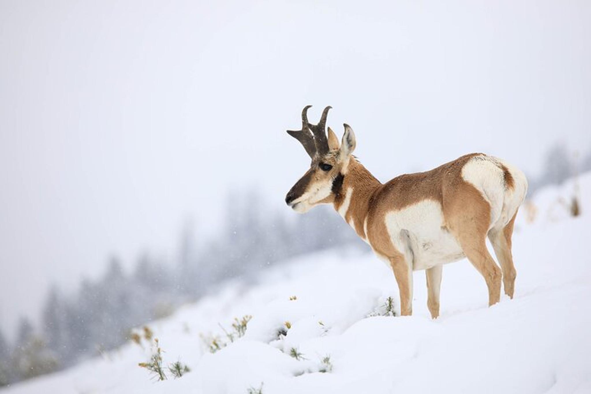 Bozeman Yellowstone Winter Wildlife Safari