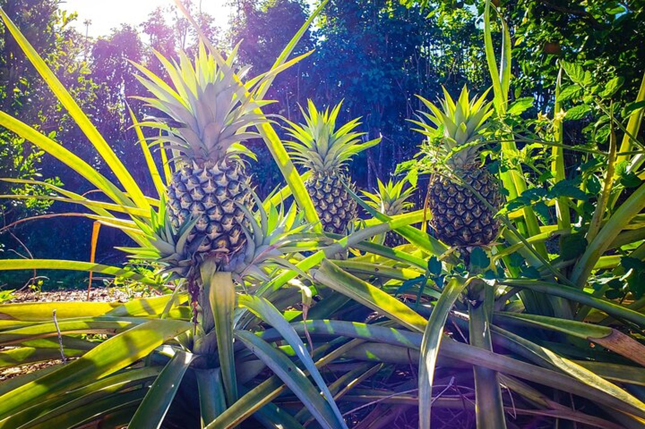 Maui Pineapple Farm Tour in Haliimaile - Image 6