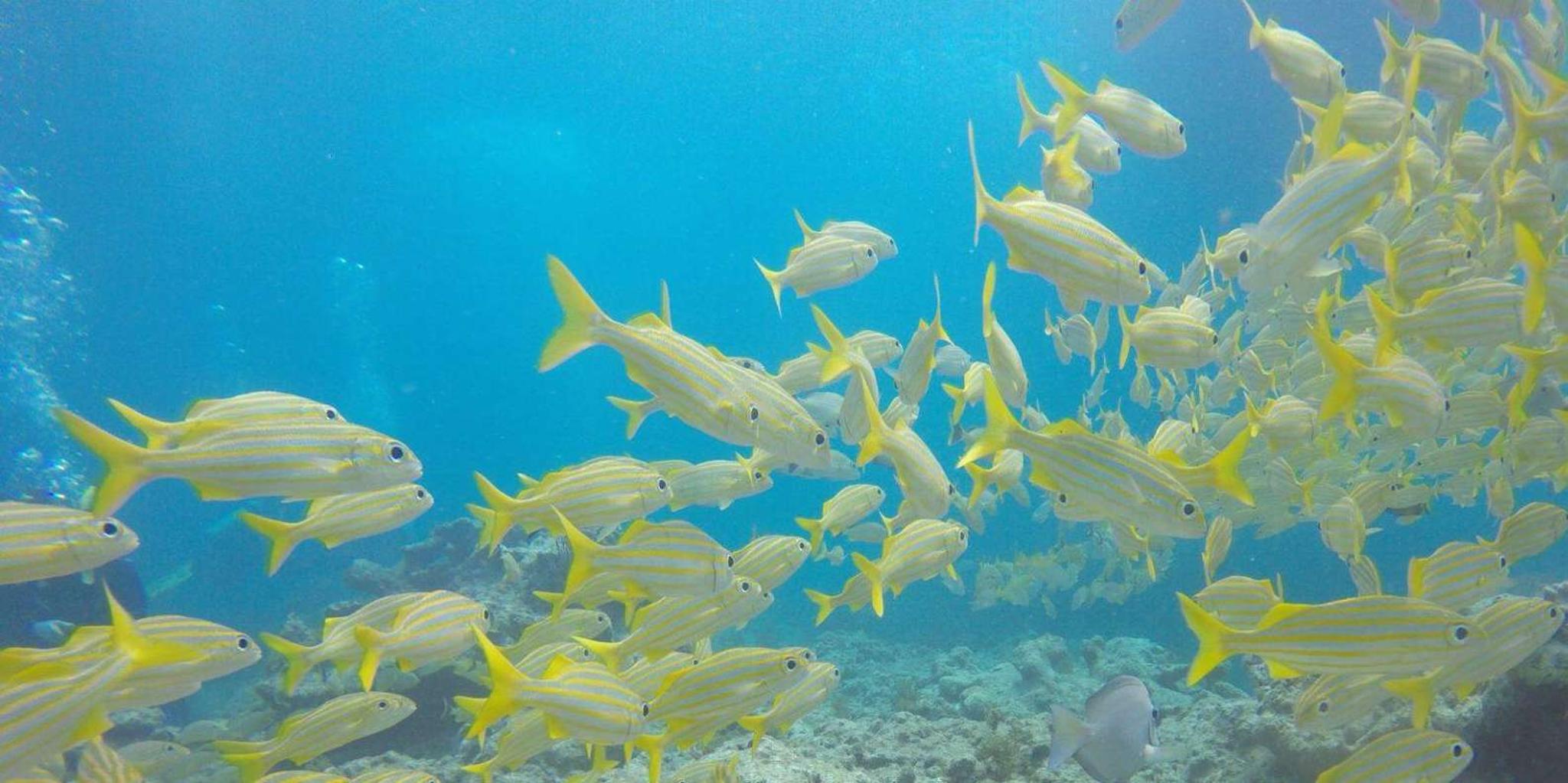 Key Largo Spiegel Grove Wreck Dive - Image 2